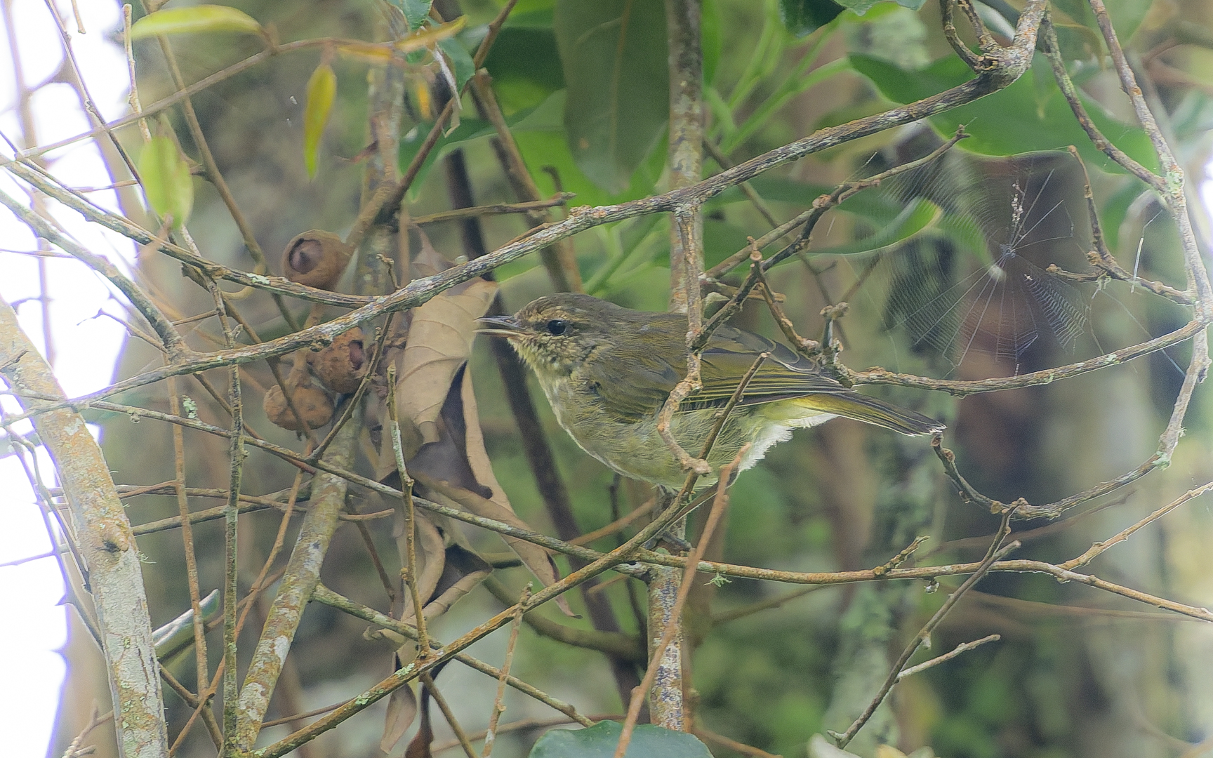 Phylloscopus nigrorum