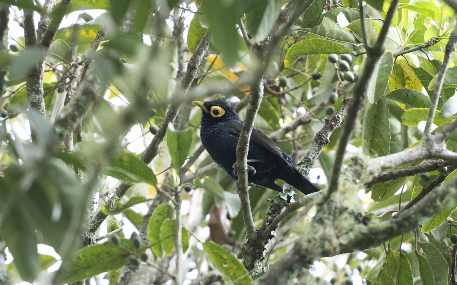 Goodfellowia miranda – アポオオサマムクドリ