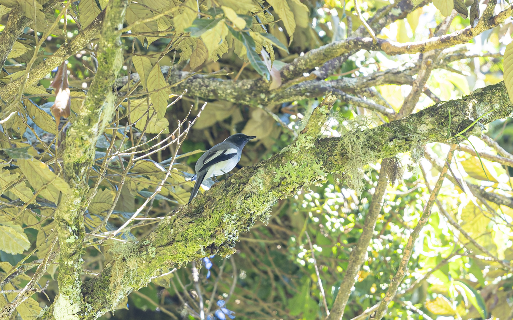 Malindangia mcgregori – ミンダナオオオサンショウクイ