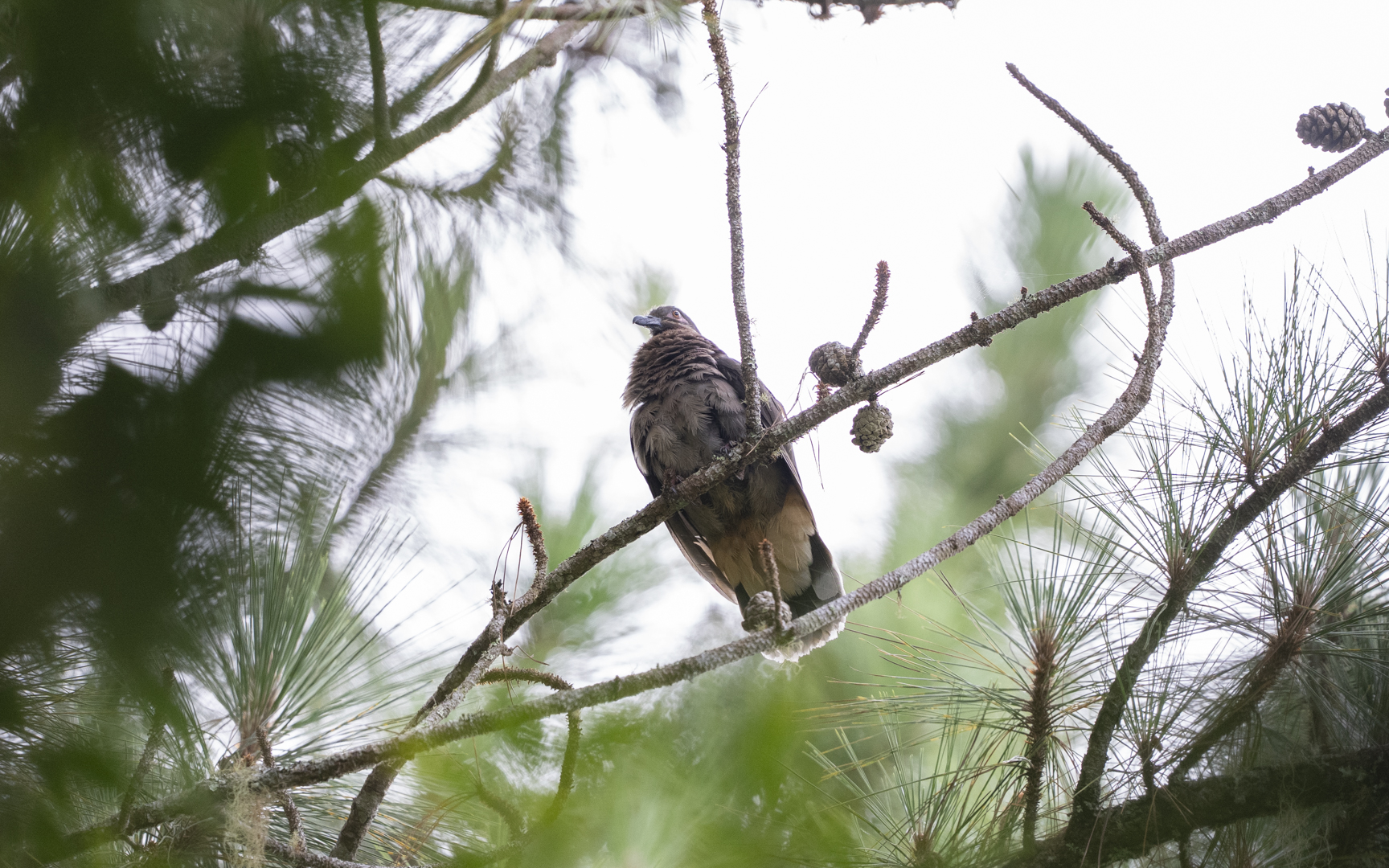 Phapitreron amethystinus