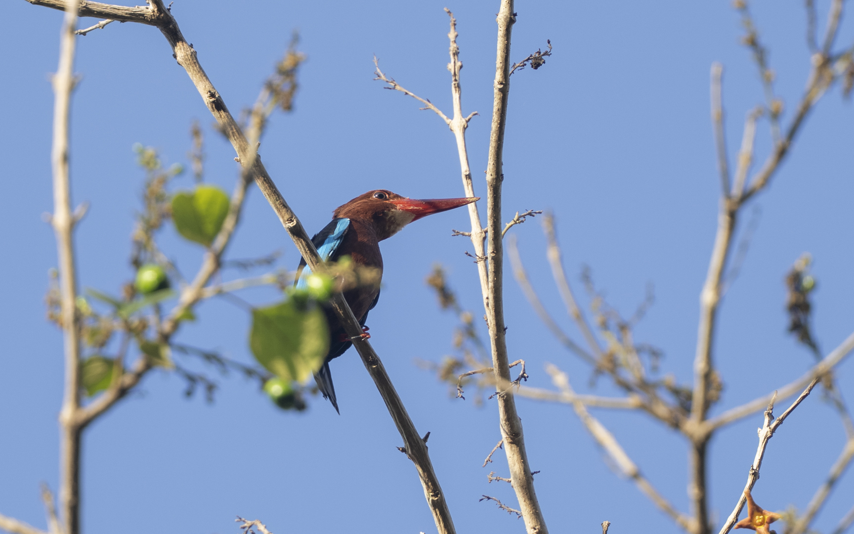 Halcyon gularis – チャムネショウビン