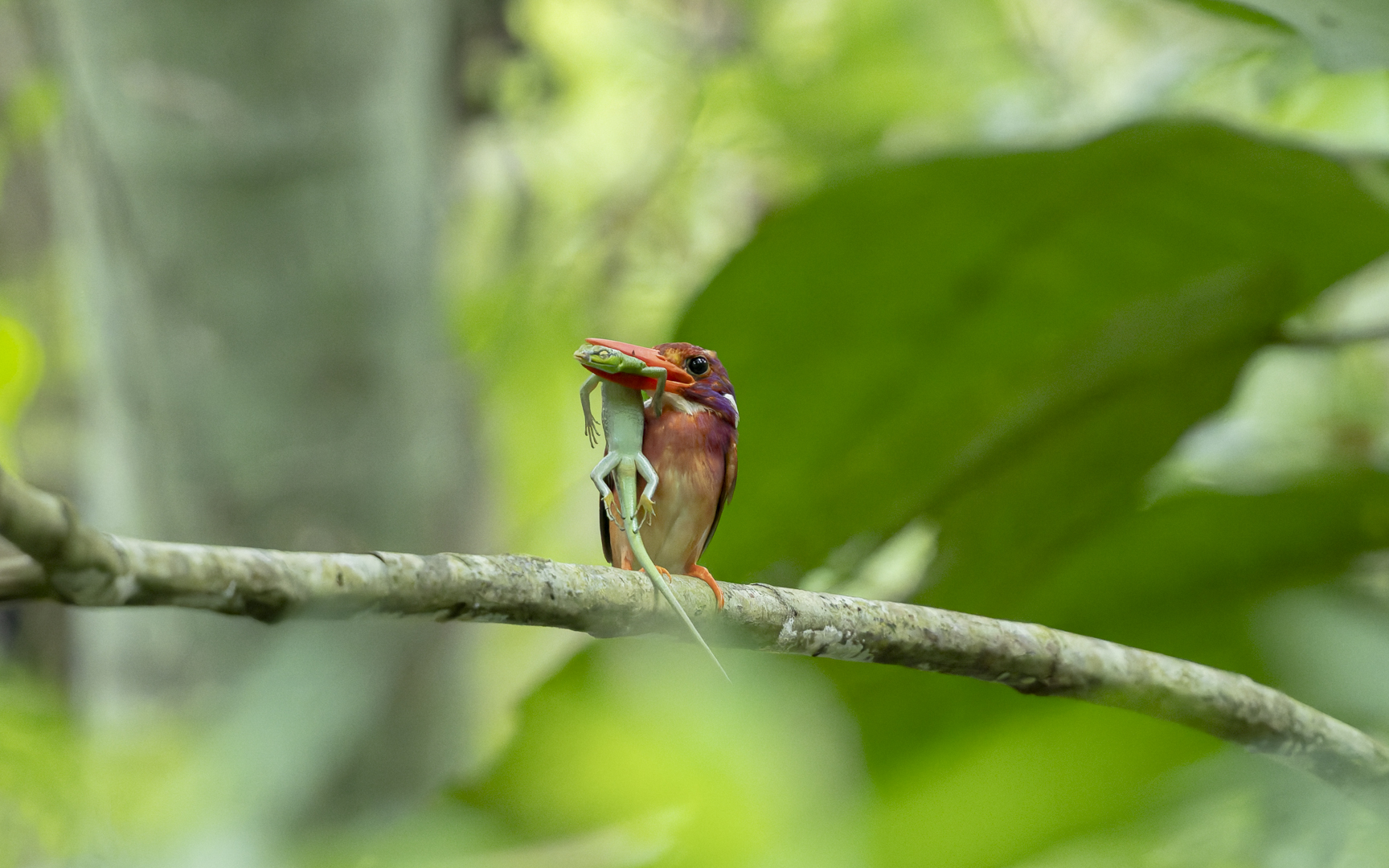 Ceyx melanurus – アカカワセミ