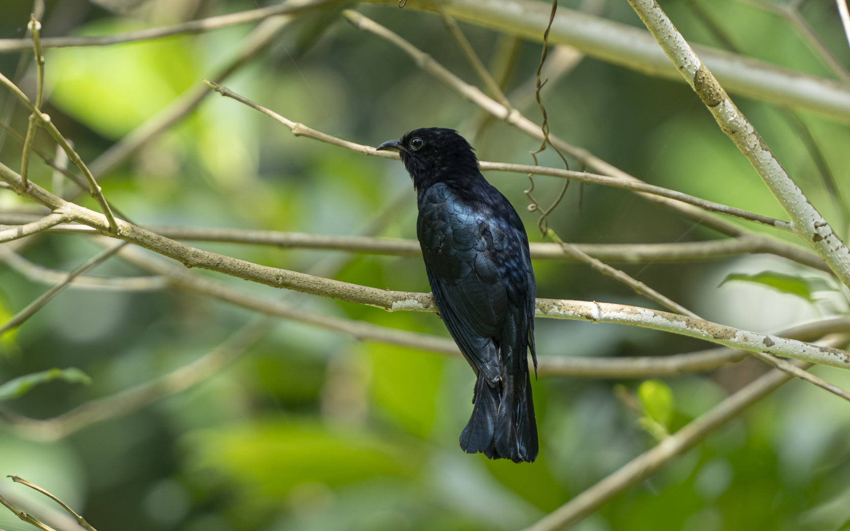 Surniculus velutinus – フィリピンオウチュウカッコウ
