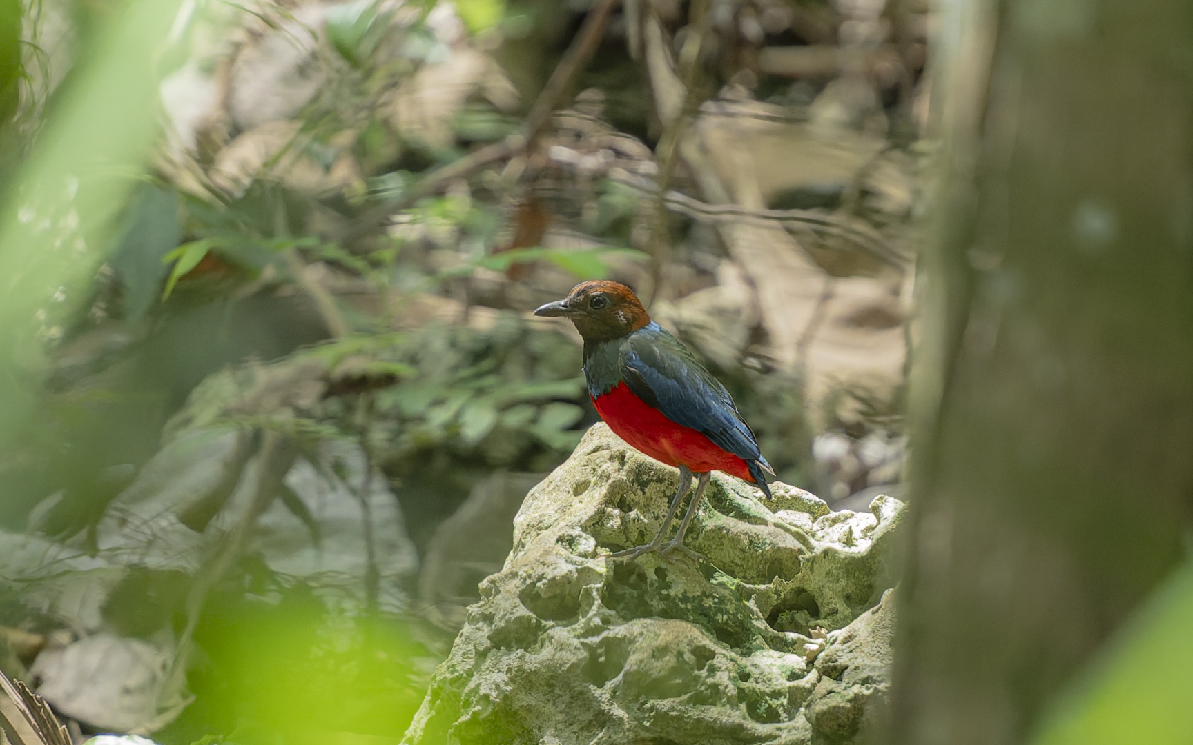 Erythropitta erythrogaster – アカハラヤイロチョウ