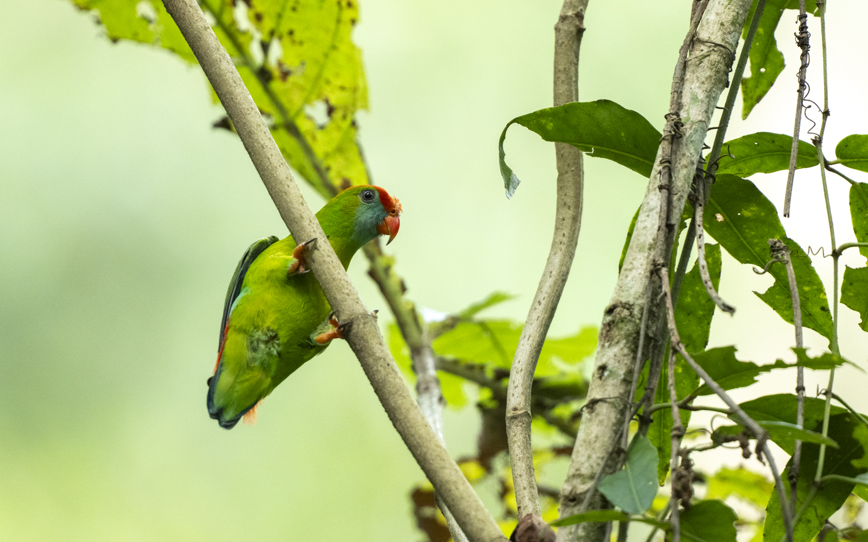 Loriculus philippensis – シュバシサトウチョウ