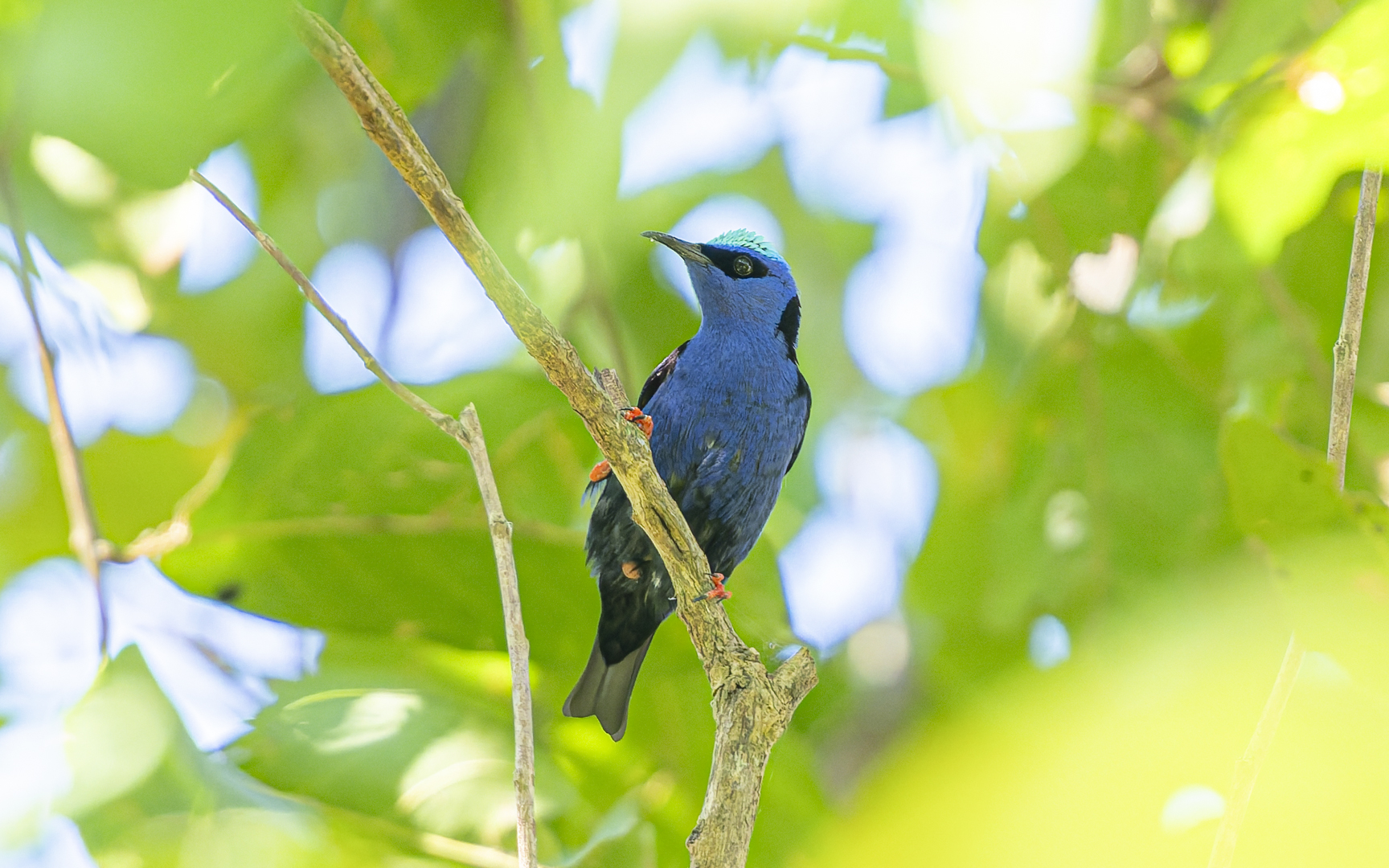 Cyanerpes cyaneus – ルリミツドリ