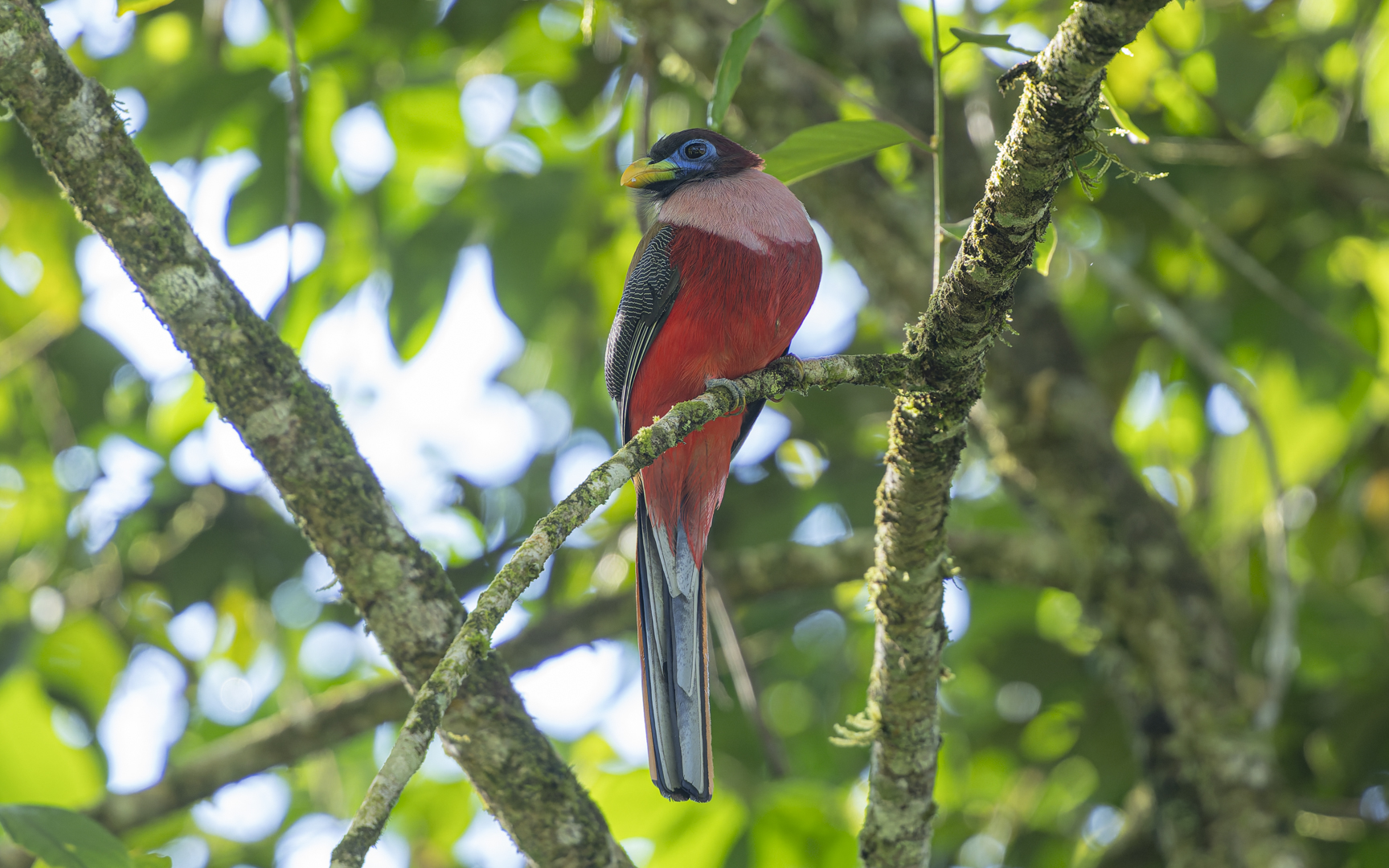 Harpactes ardens – バラムネキヌバネドリ Harpactes ardens – バラムネキヌバネドリ