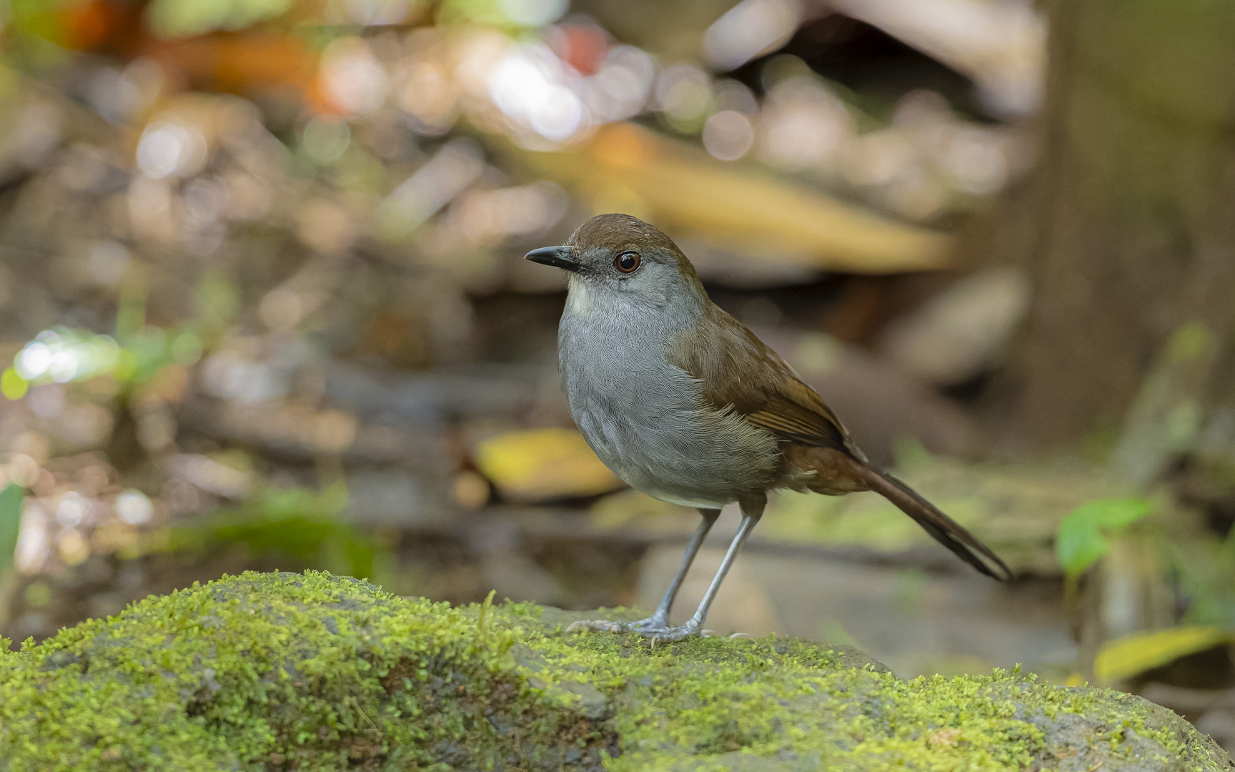 Leonardina woodi – アポチメドリ