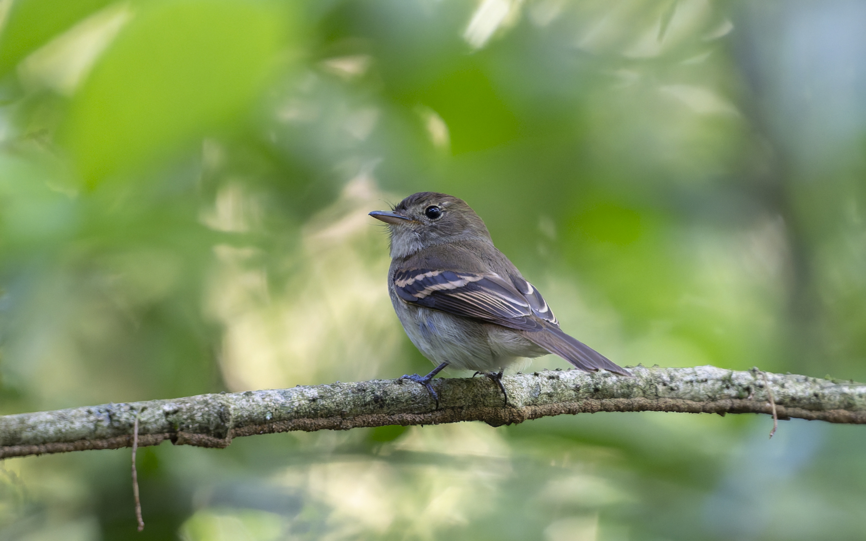 Lathrotriccus euleri – キスジメジロハエトリ Lathrotriccus euleri – キスジメジロハエトリ