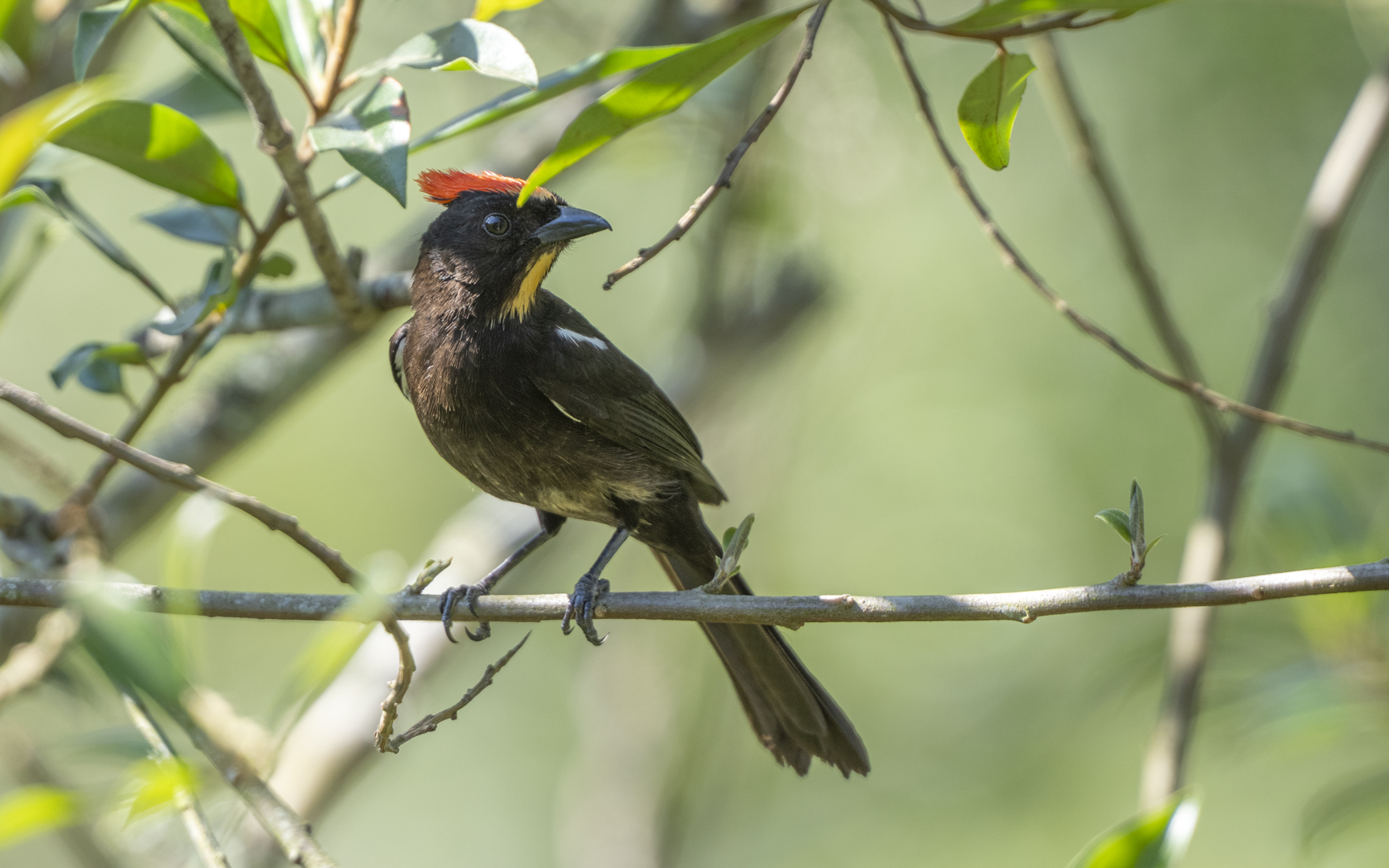 Loriotus cristatus – カンムリクロフウキンチョウ
