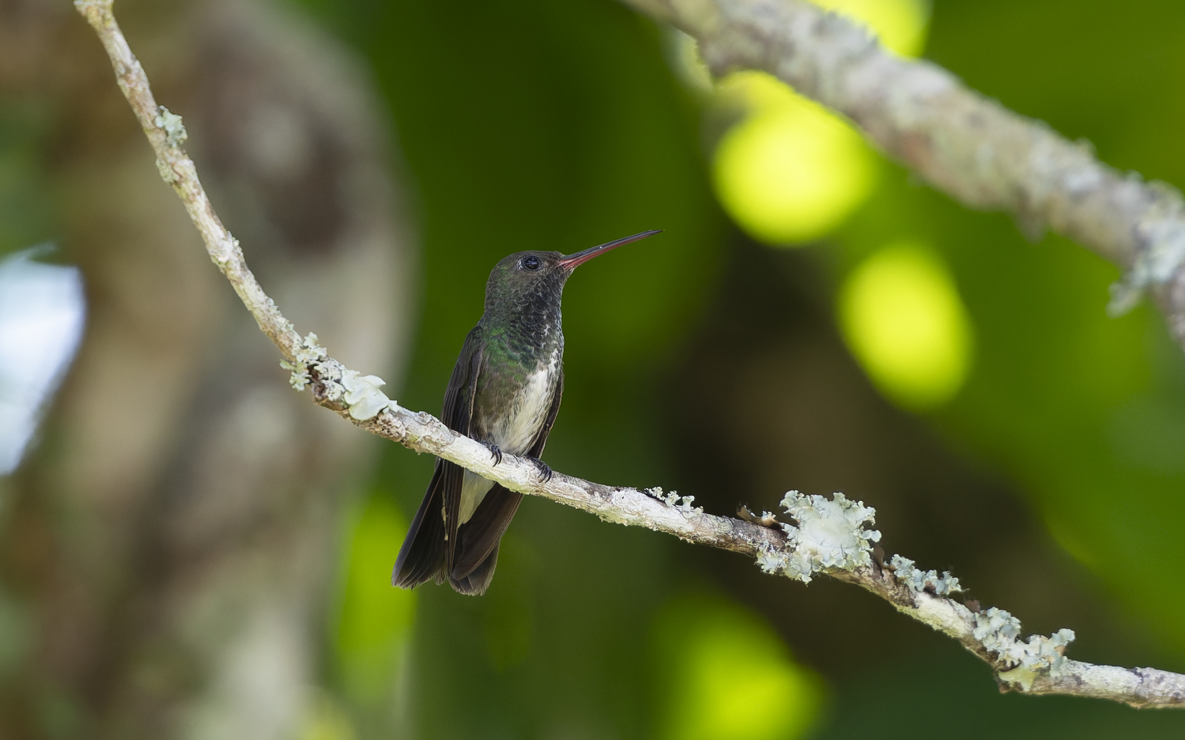 Chionomesa fimbriata – テリノドエメラルドハチドリ