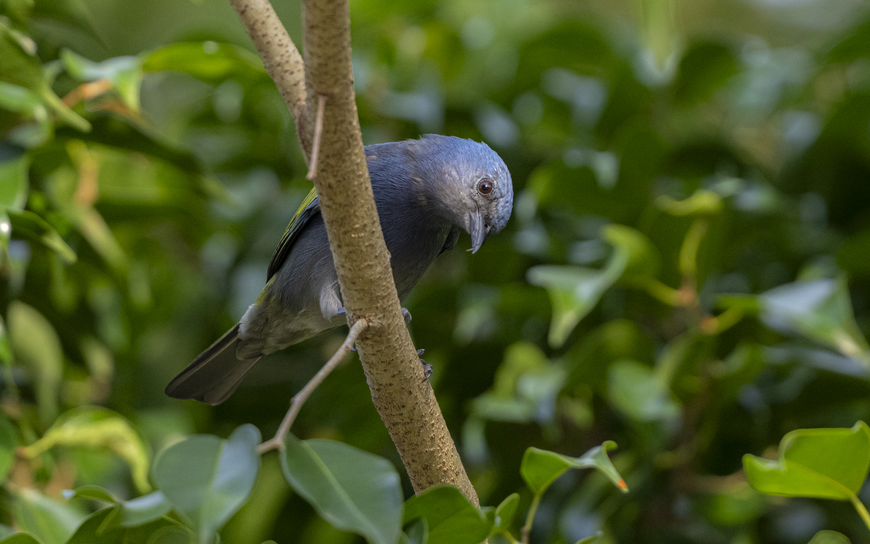 Thraupis ornata – キバネフウキンチョウ