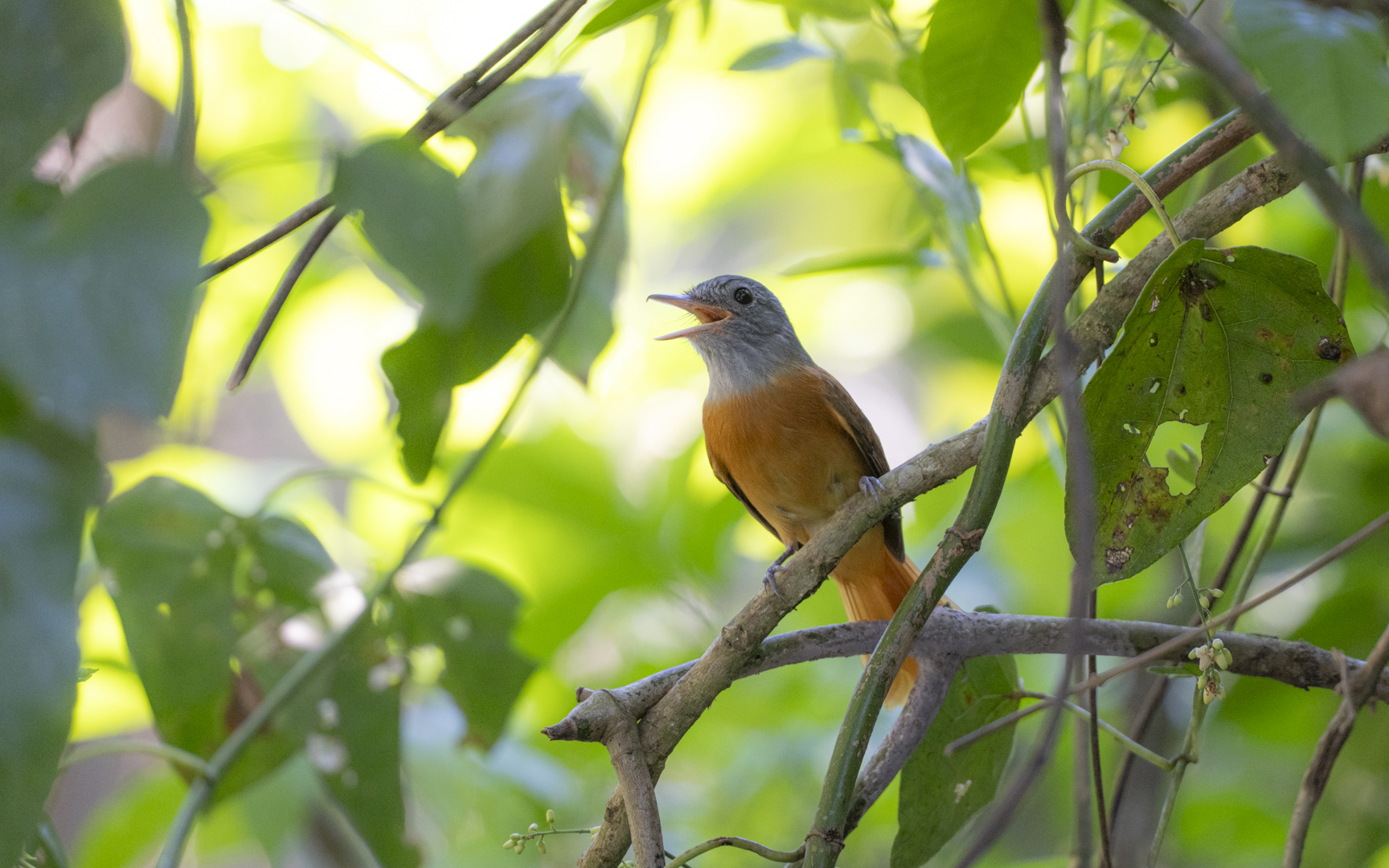 Attila rufus – オオカギハシタイランチョウ