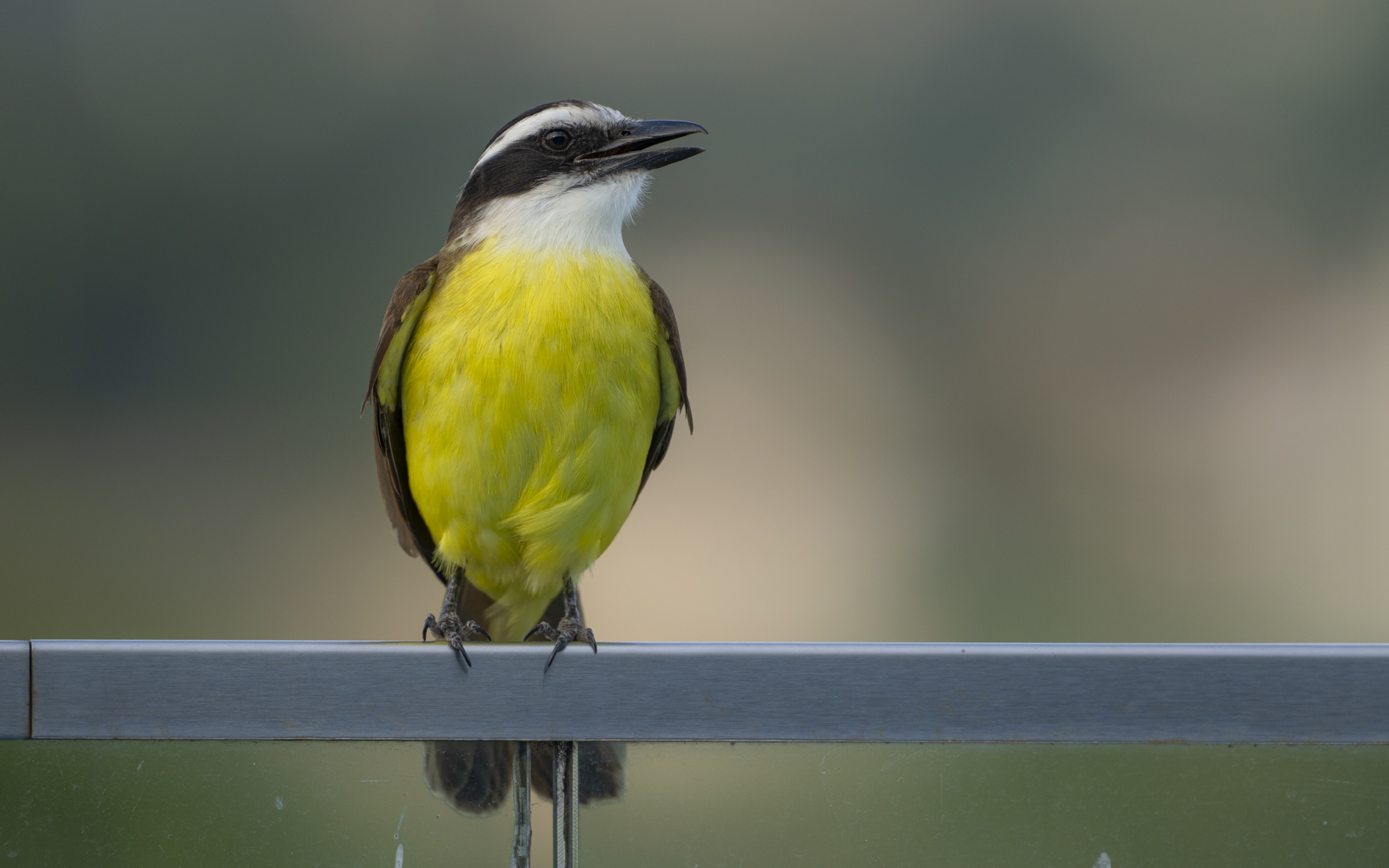 Pitangus sulphuratus – キバラオオタイランチョウ