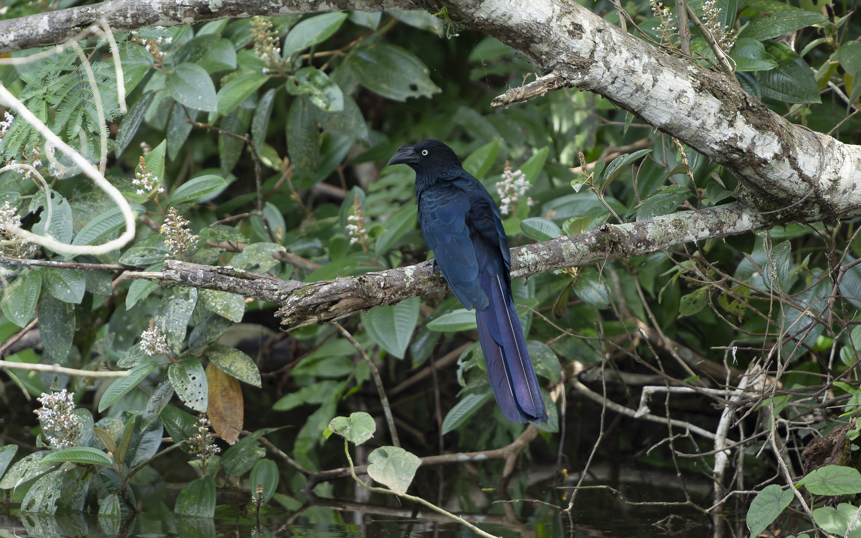 Crotophaga major – オニオオハシカッコウ