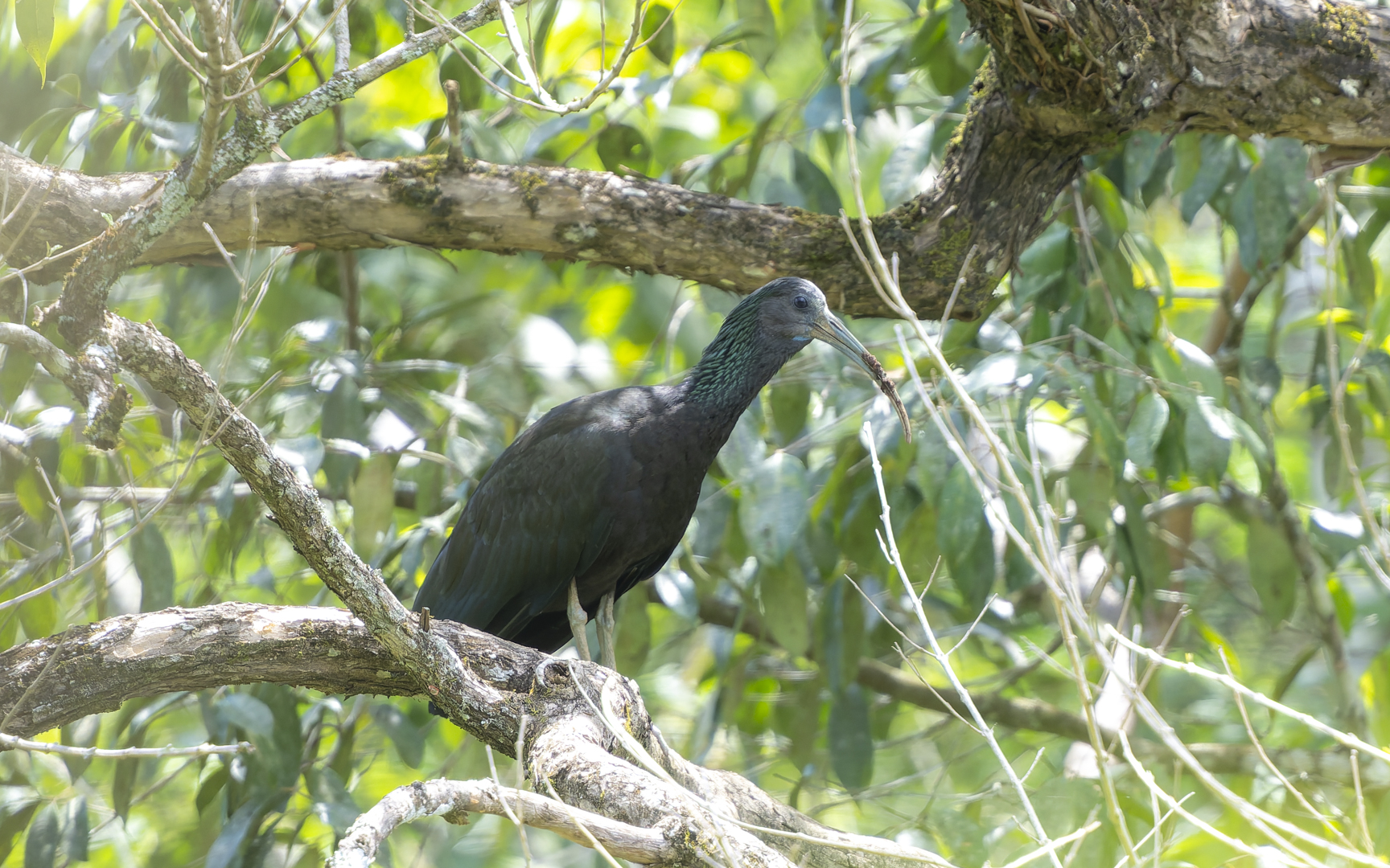 Mesembrinibis cayennensis – アオアシトキ