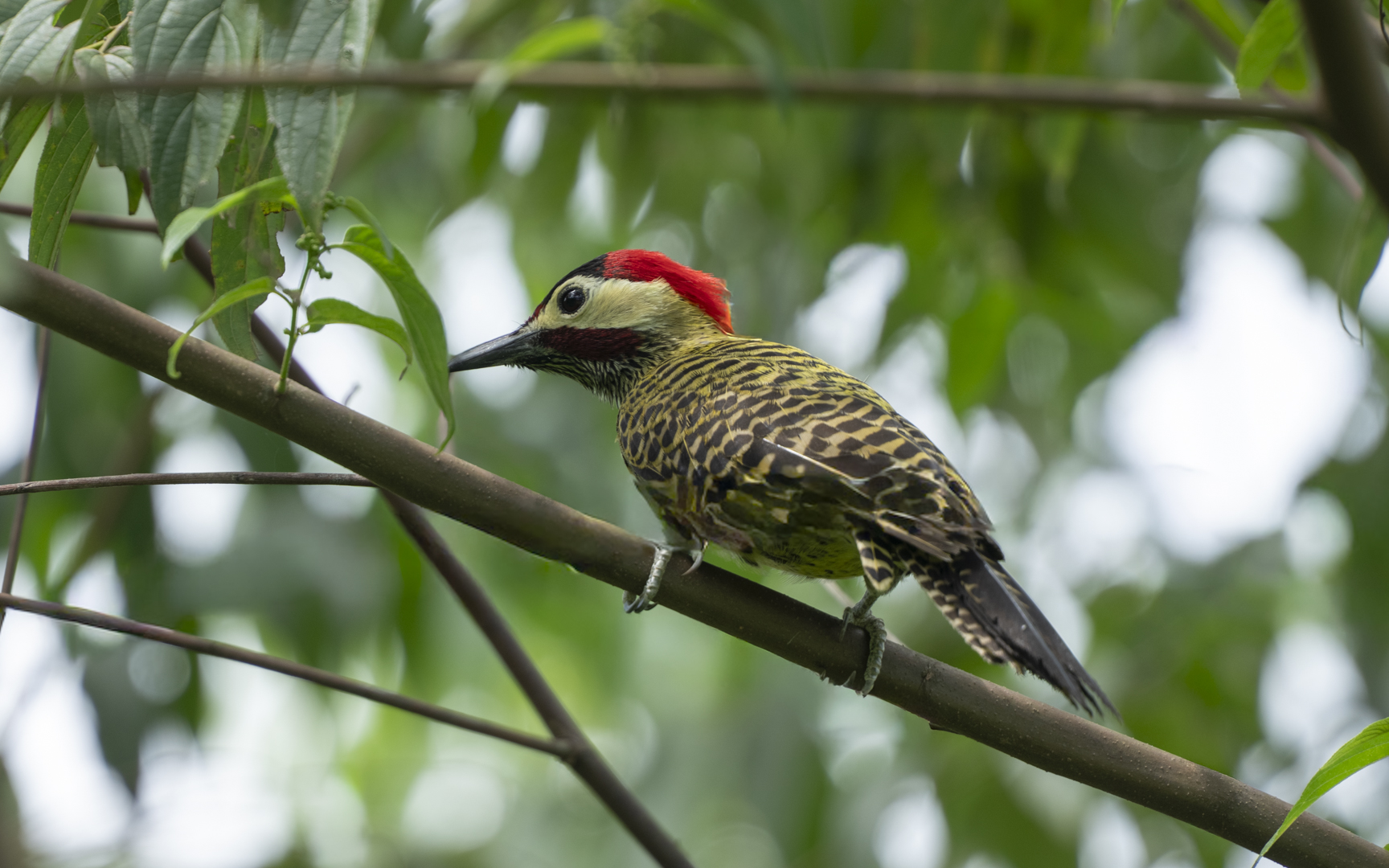 Colaptes melanochloros – アオシマオゲラ