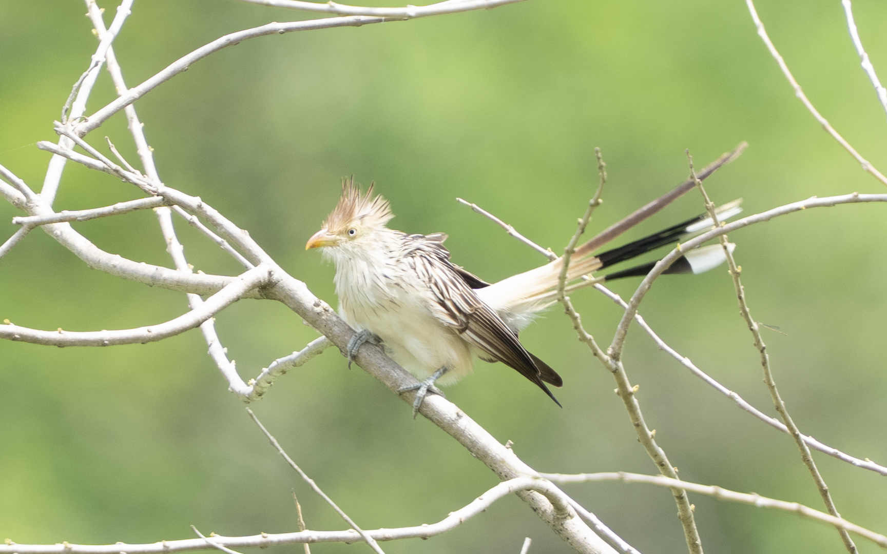 Guira guira – アマゾンカッコウ