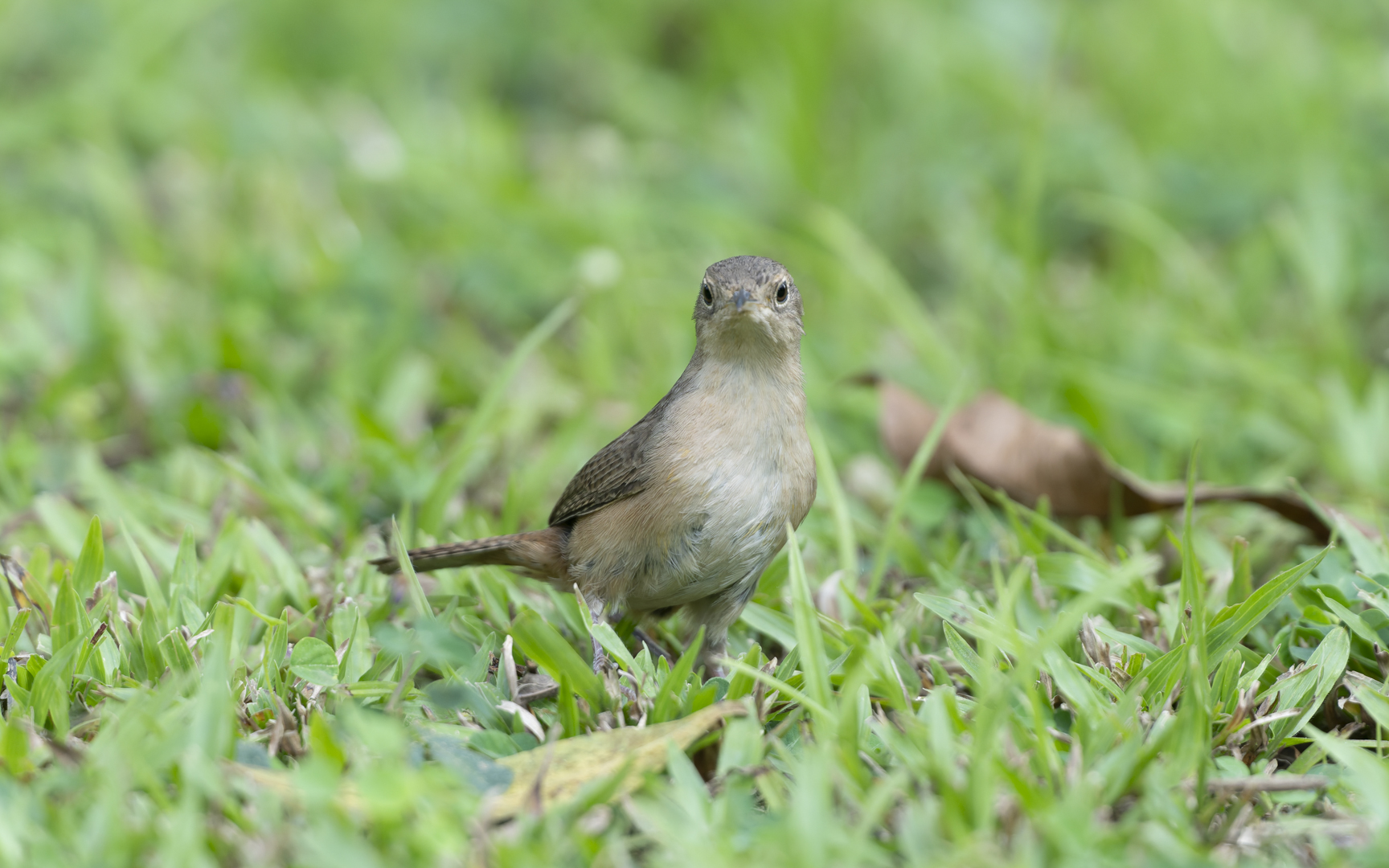 Troglodytes musculus – ミナミイエミソサザイ Troglodytes musculus – ミナミイエミソサザイ