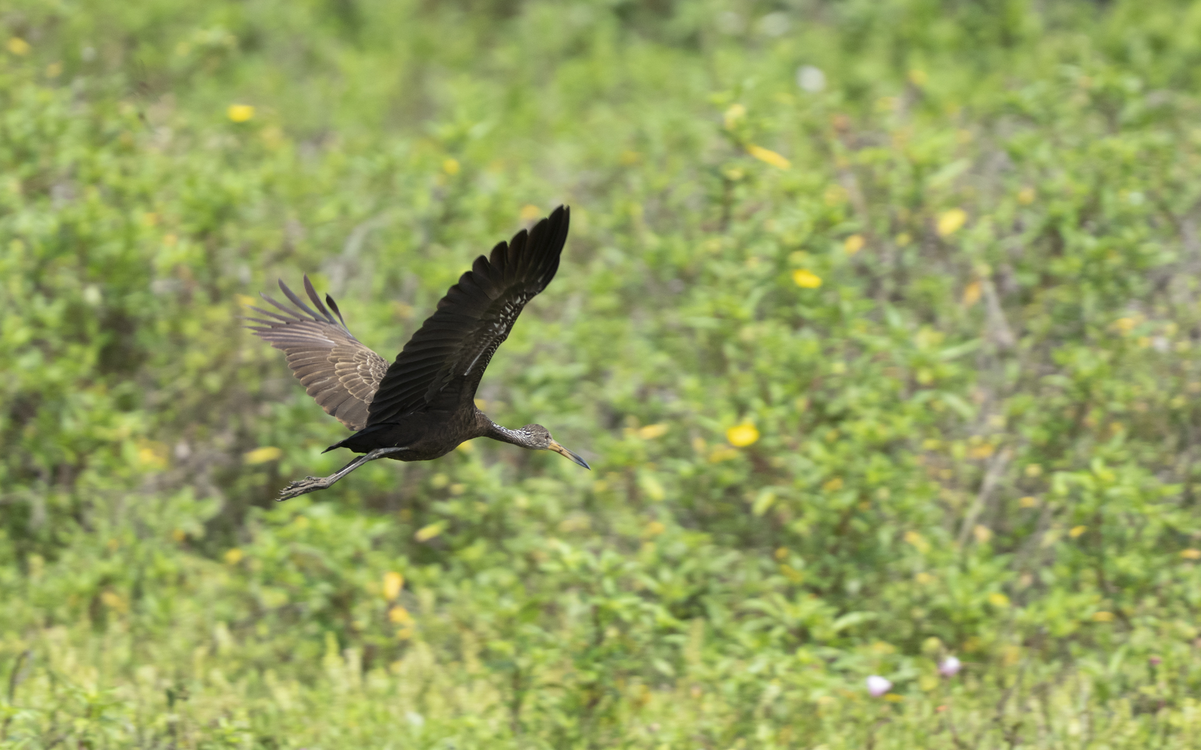 Aramus guarauna – ツルモドキ