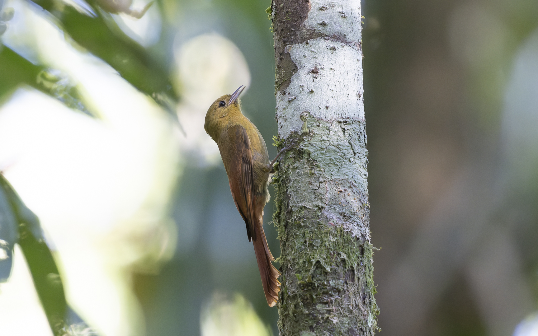 Sittasomus griseicapillus – ヒメオニキバシリ