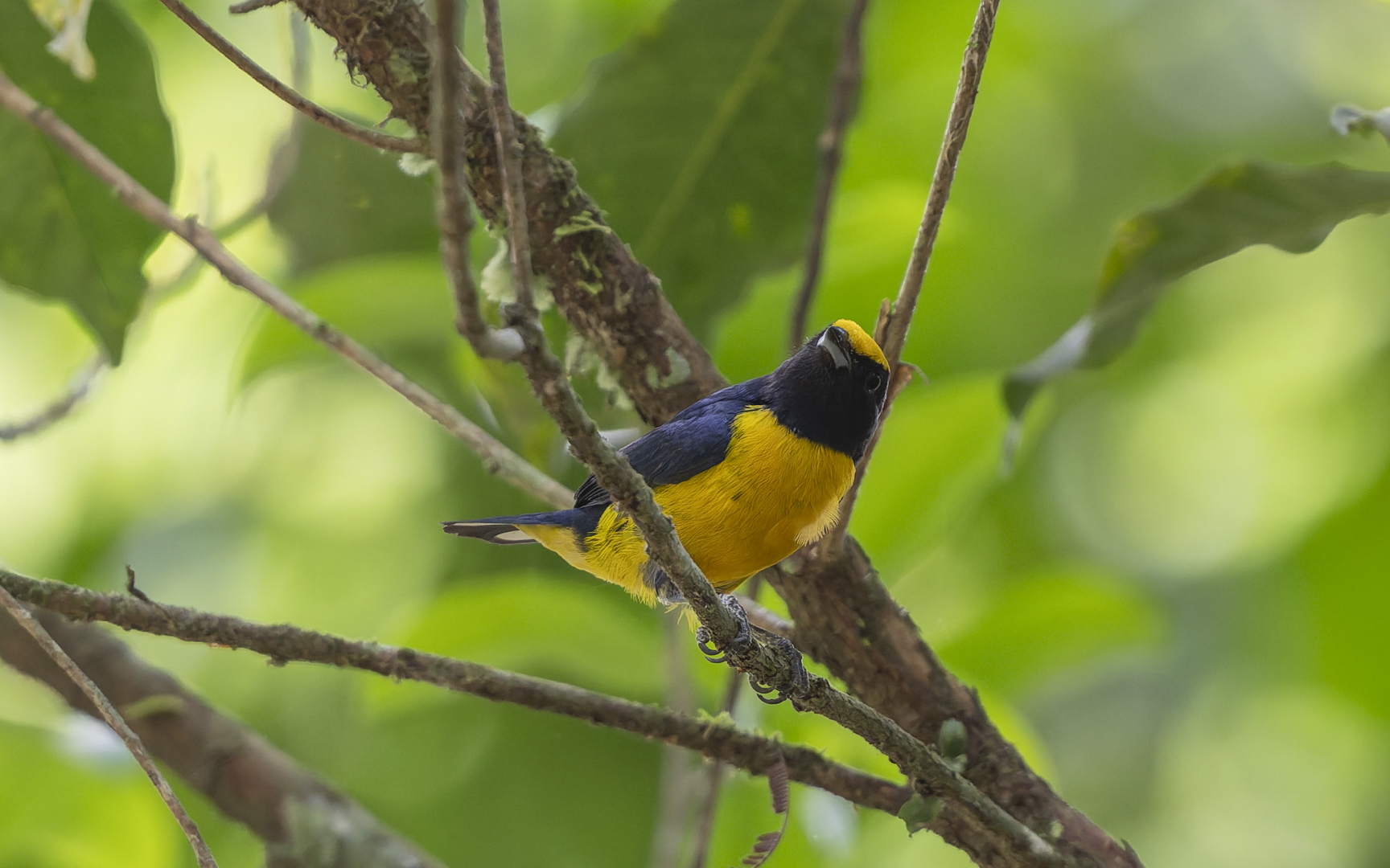 Euphonia xanthogaster – キバラスミレフウキンチョウ
