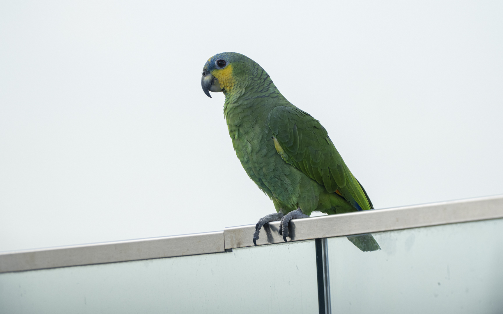 Amazona amazonica – キソデボウシインコ