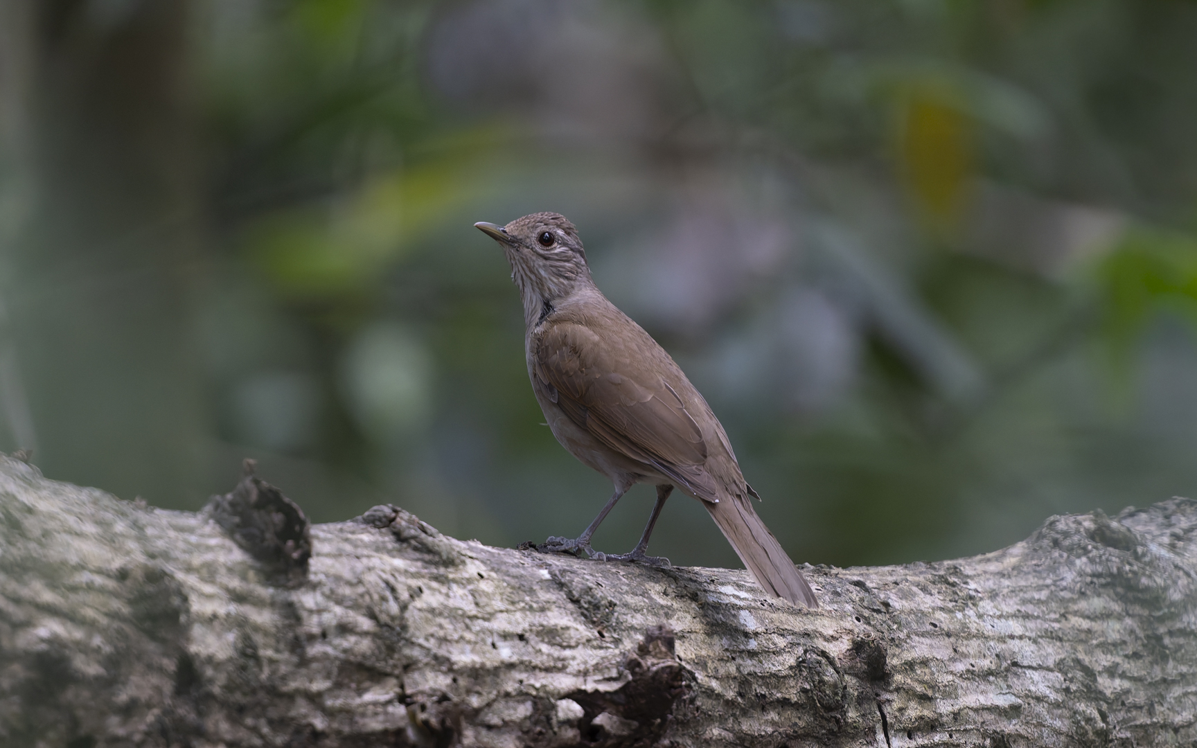 Turdus leucomelas – サメイロツグミ