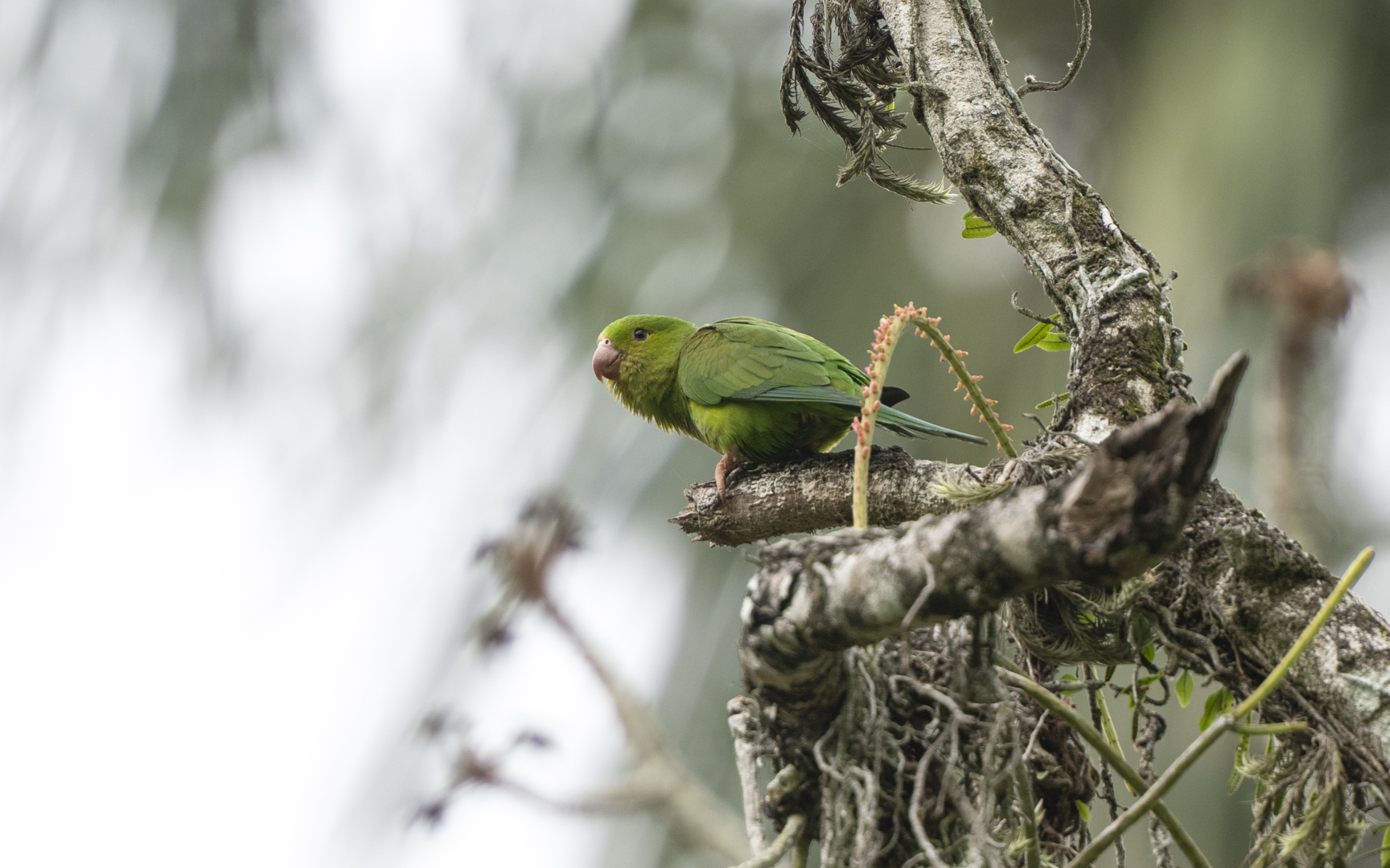 Brotogeris tirica – オナガミドリインコ