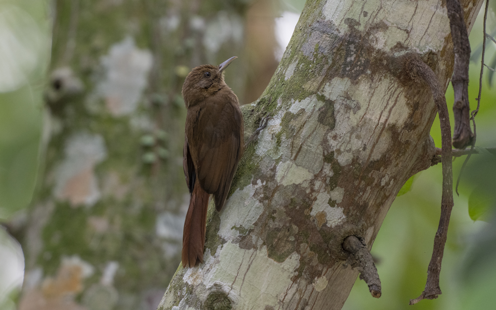 Dendrocincla turdina – ミナミコオニキバシリ