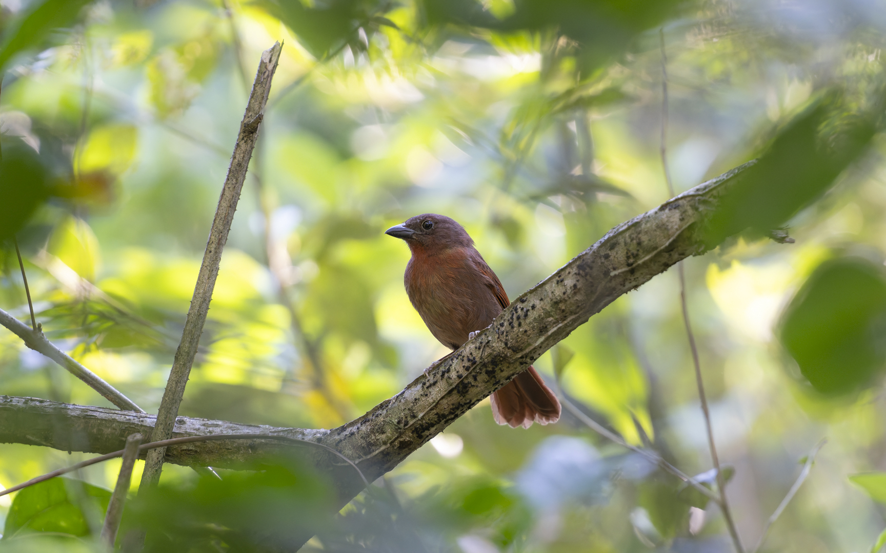 Habia rubica – ズアカアリフウキンチョウ