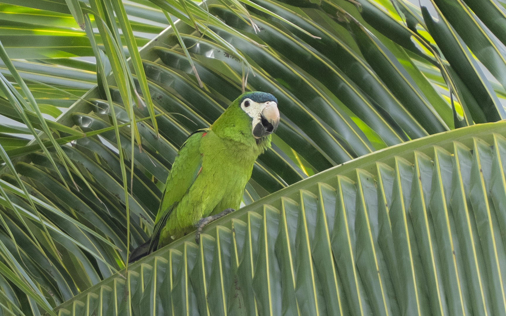 Diopsittaca nobilis – コミドリコンゴウインコ