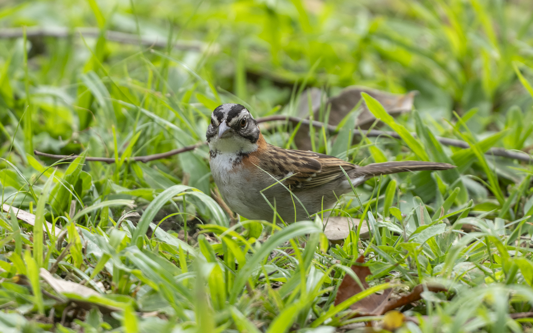 Zonotrichia capensis – アカエリシトド