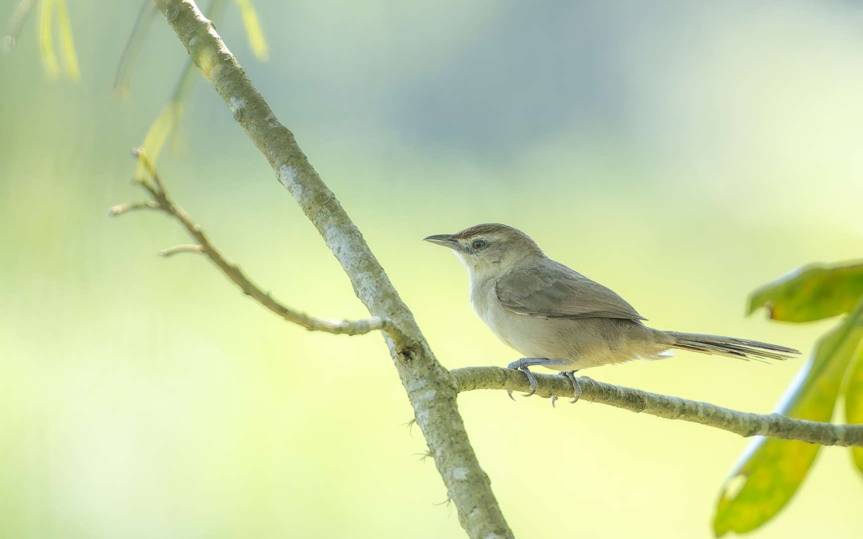 Phacellodomus rufifrons – アレチカマドドリ