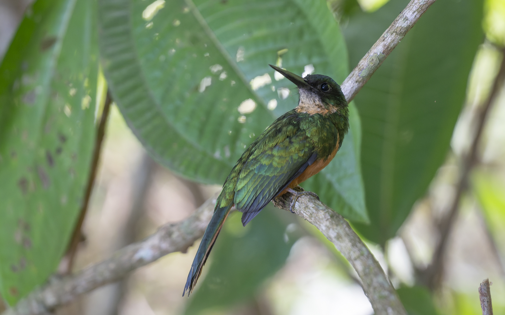 Galbula ruficauda – アカオキリハシ