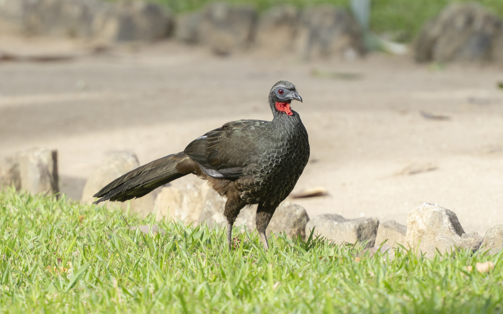 Penelope superciliaris – チャバネシャクケイ