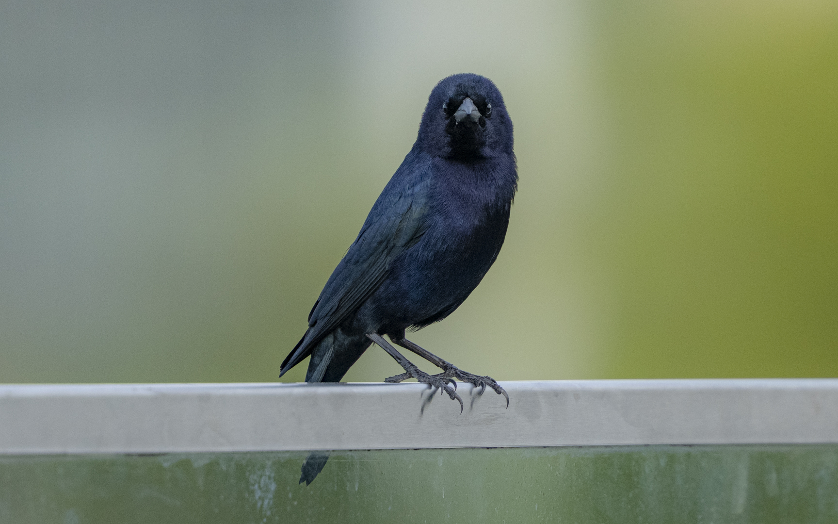 Molothrus bonariensis – テリバネコウウチョウ Molothrus bonariensis – テリバネコウウチョウ