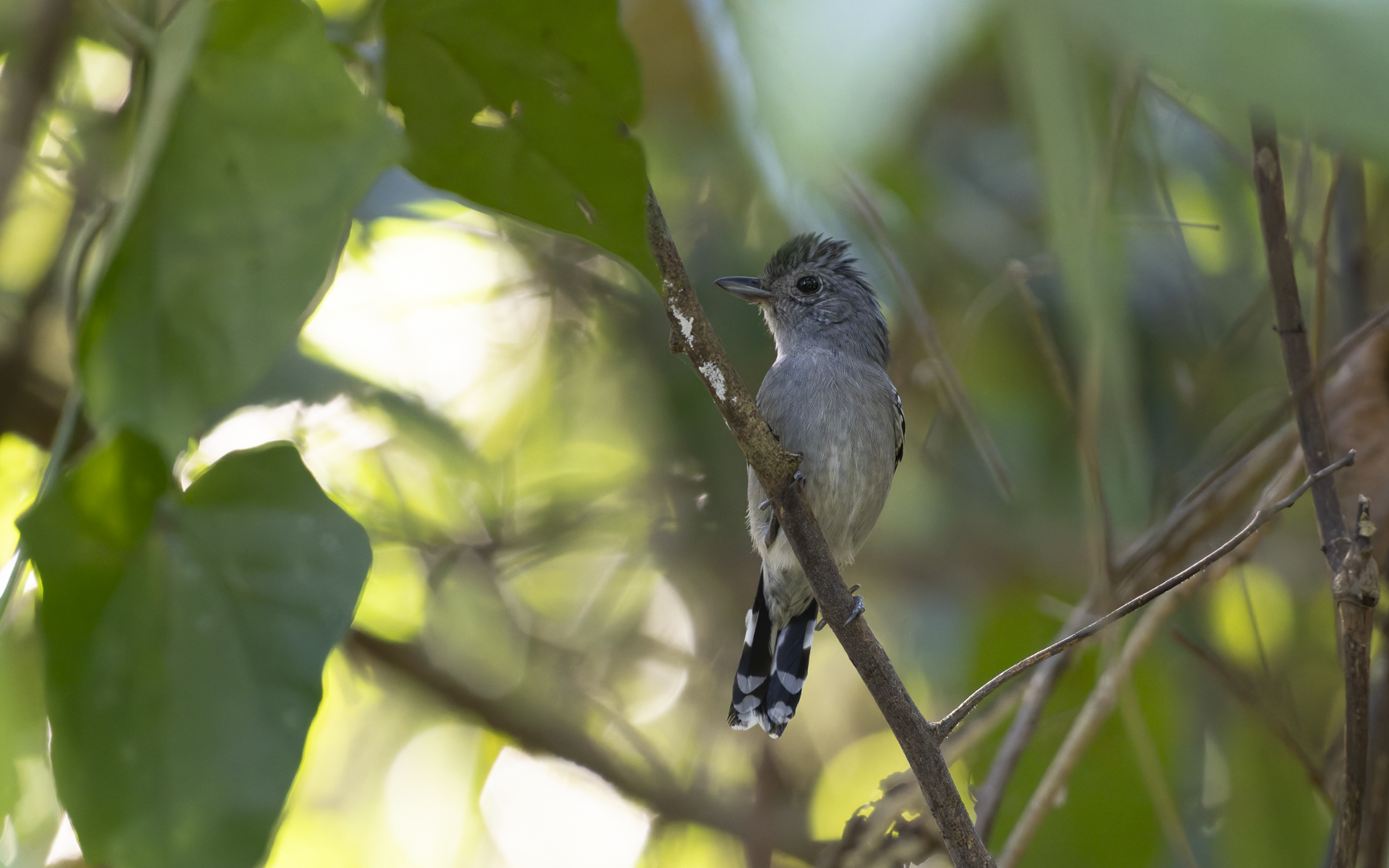 Thamnophilus ambiguus