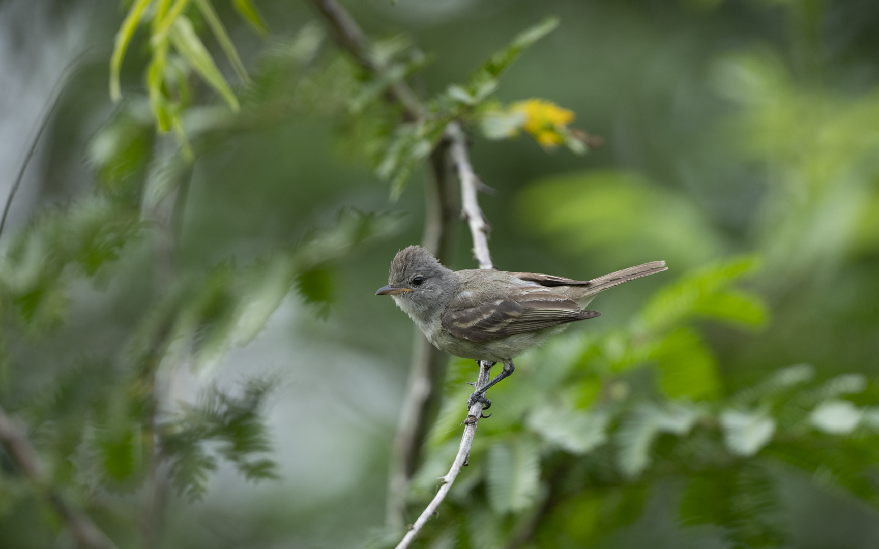 Camptostoma obsoletum – キバラメグロハエトリ Camptostoma obsoletum – キバラメグロハエトリ