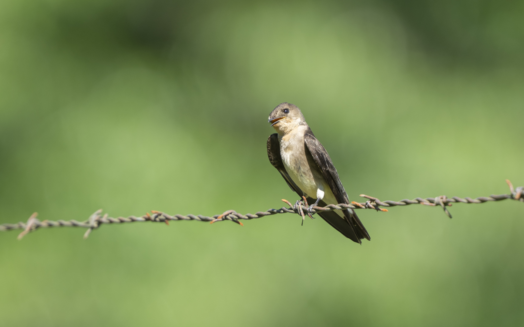 Stelgidopteryx ruficollis – ミナミオビナシショウドウツバメ