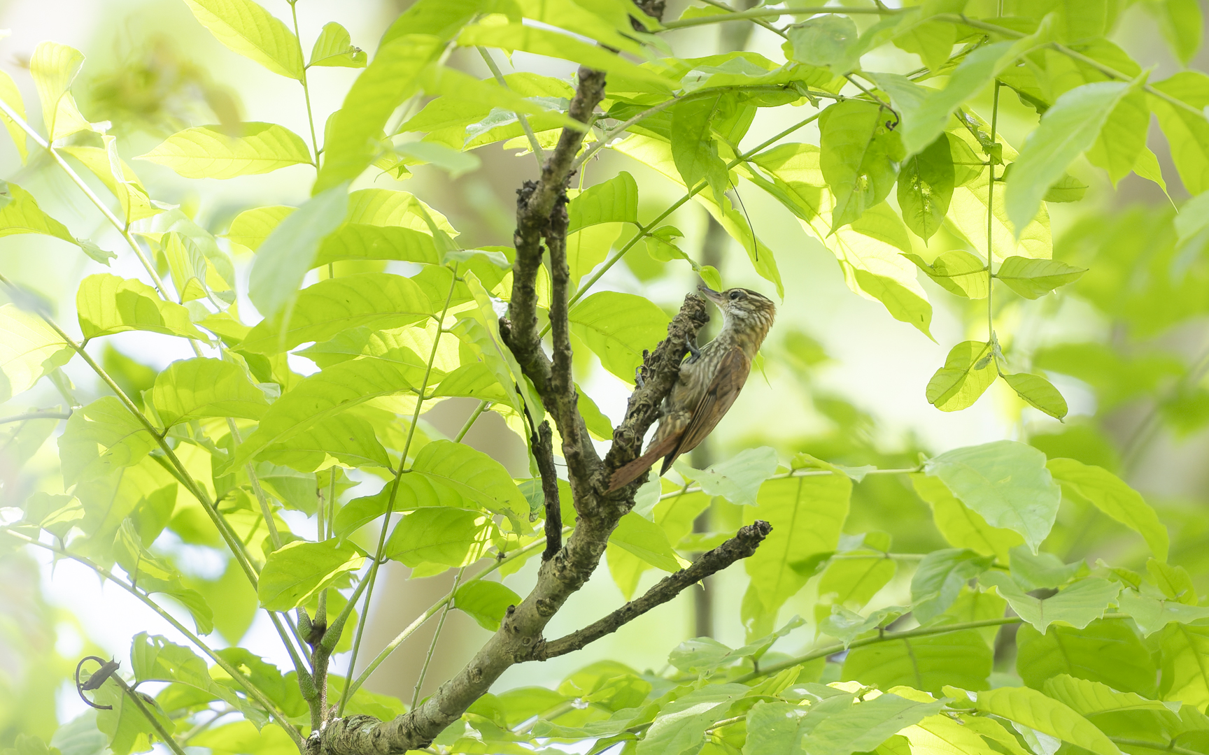 Xenops rutilans – マミホオジロカマドドリ