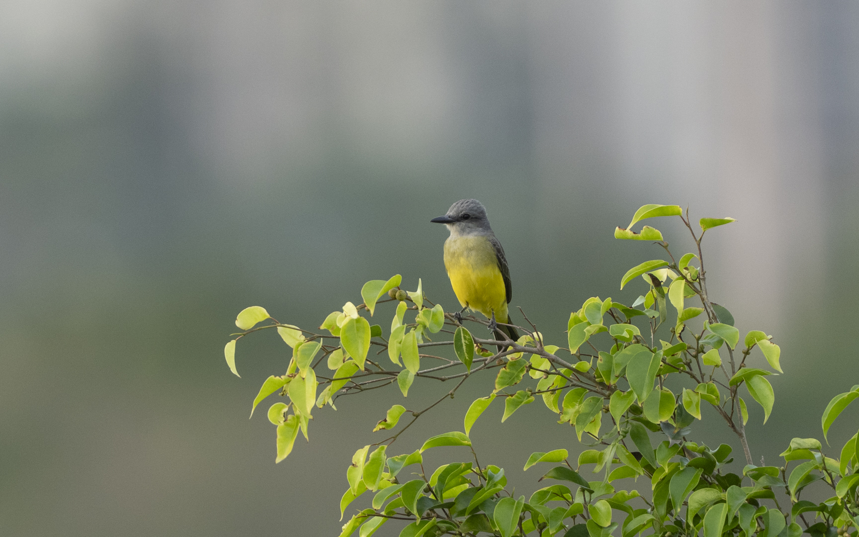 Tyrannus melancholicus – オリーブタイランチョウ