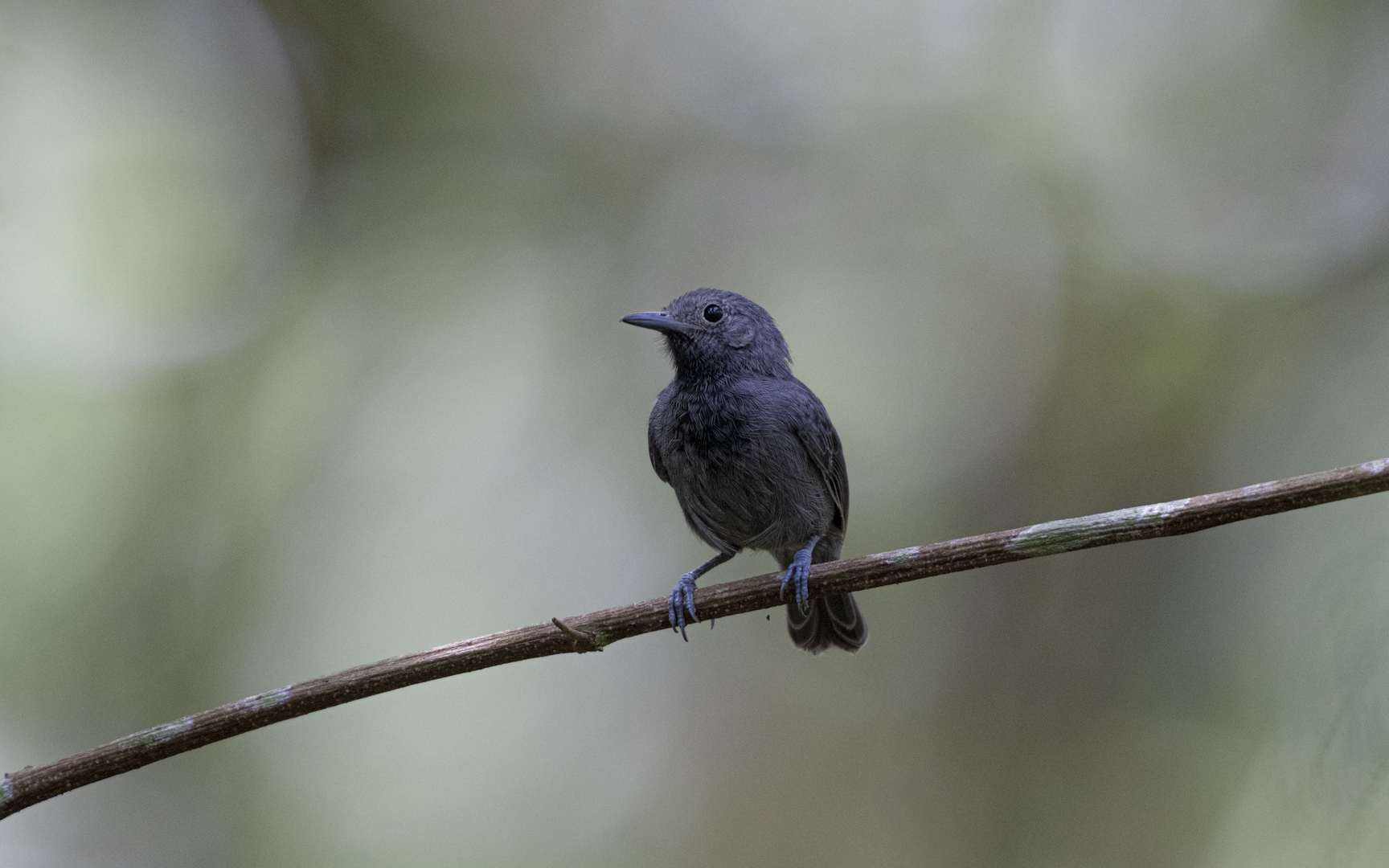 Myrmotherula unicolor – ムヂヒメアリサザイ