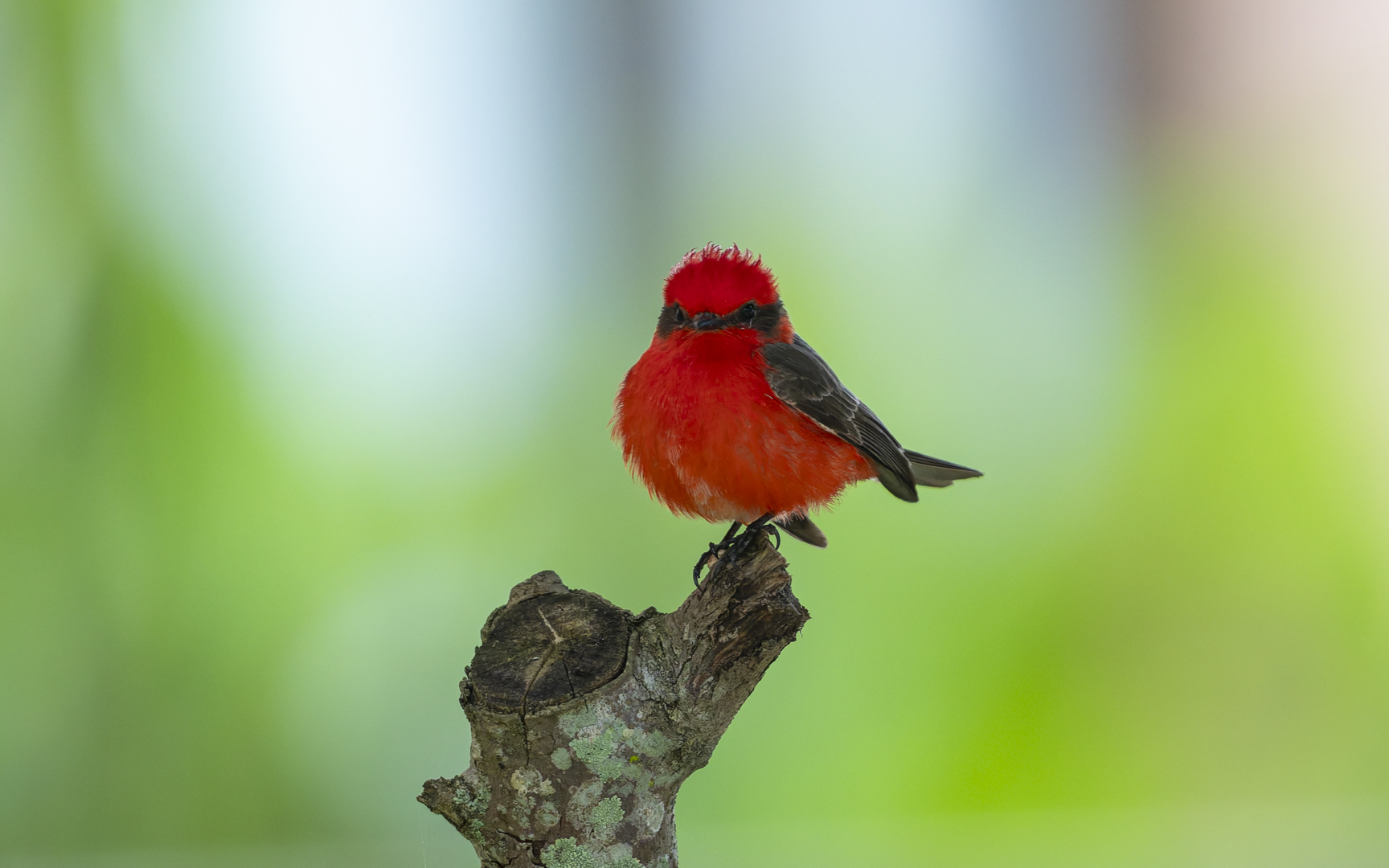Pyrocephalus rubinus – ベニタイランチョウ