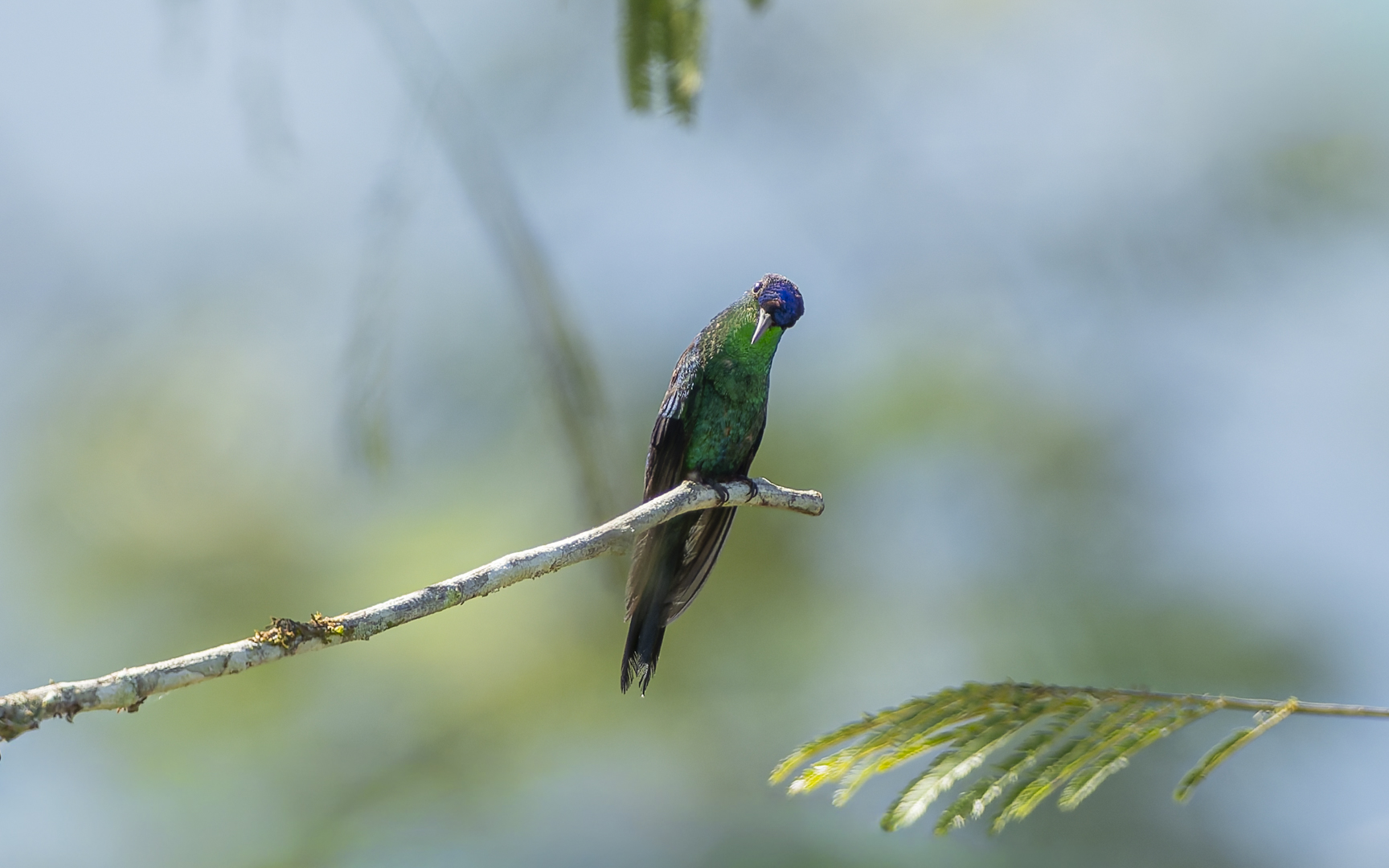 Thalurania glaucopis – スミレボウシハチドリ