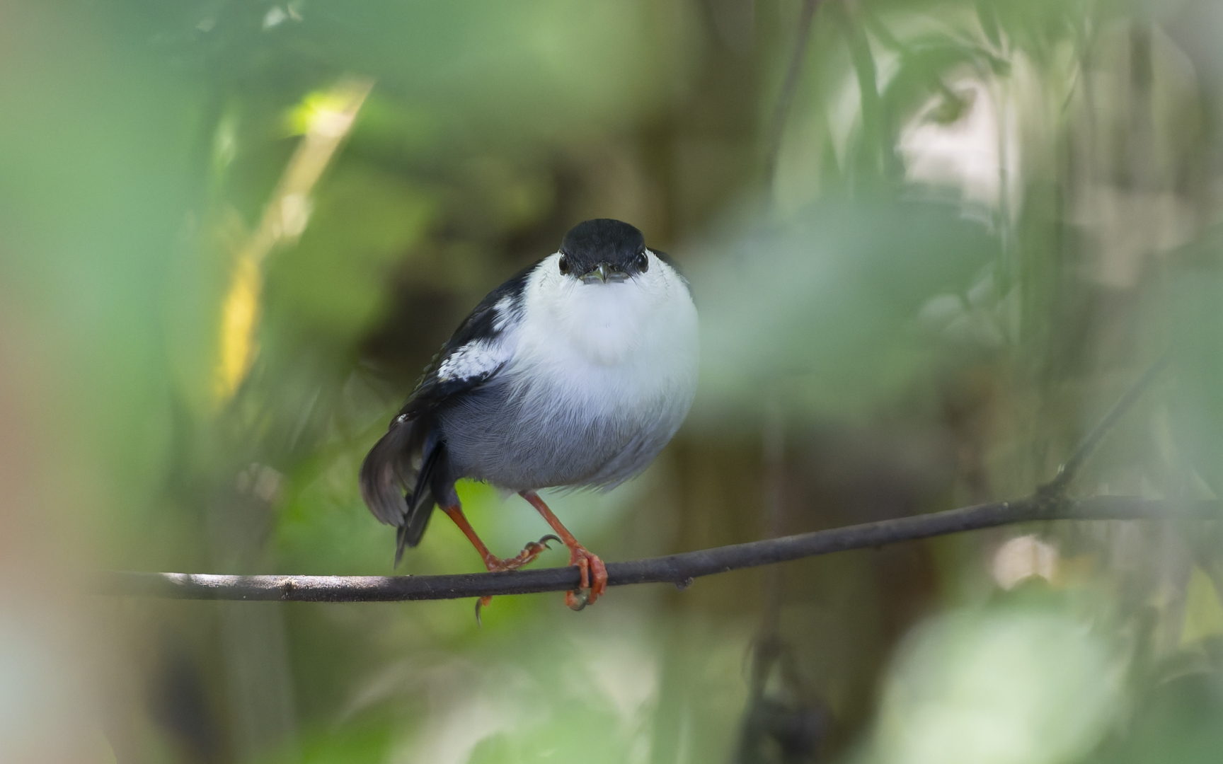 Manacus manacus – シロクロマイコドリ Manacus manacus – シロクロマイコドリ