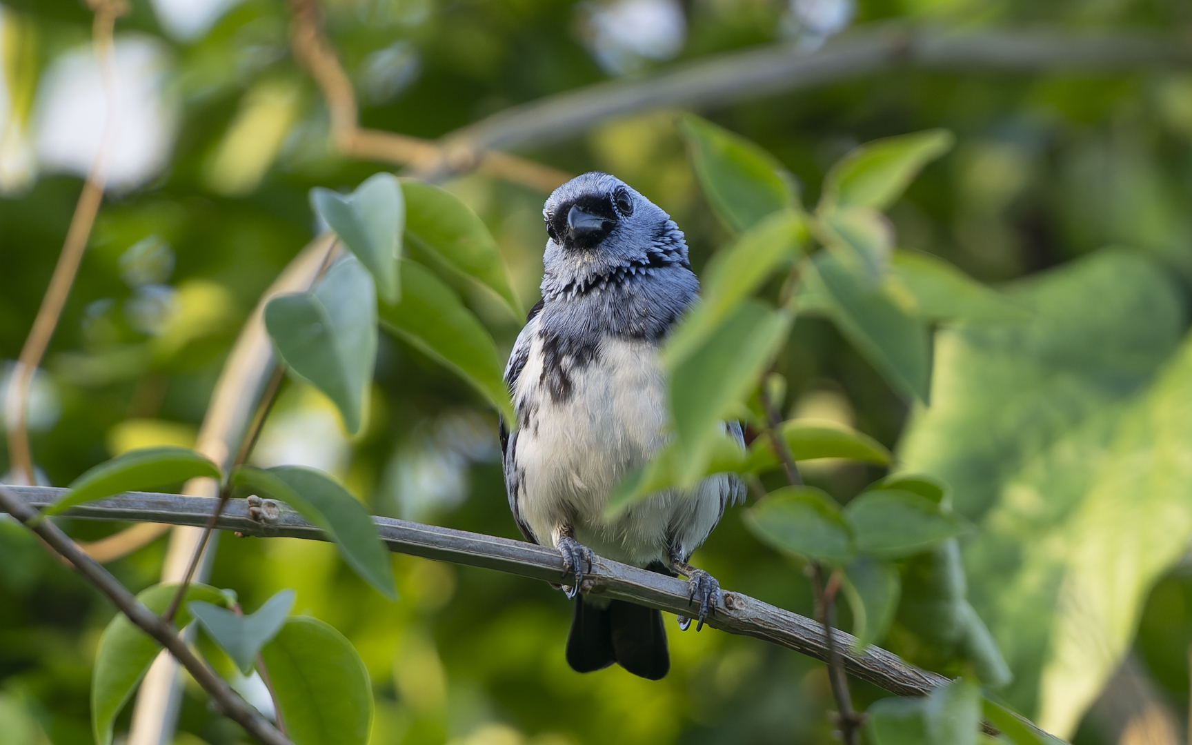 Tangara brasiliensis
