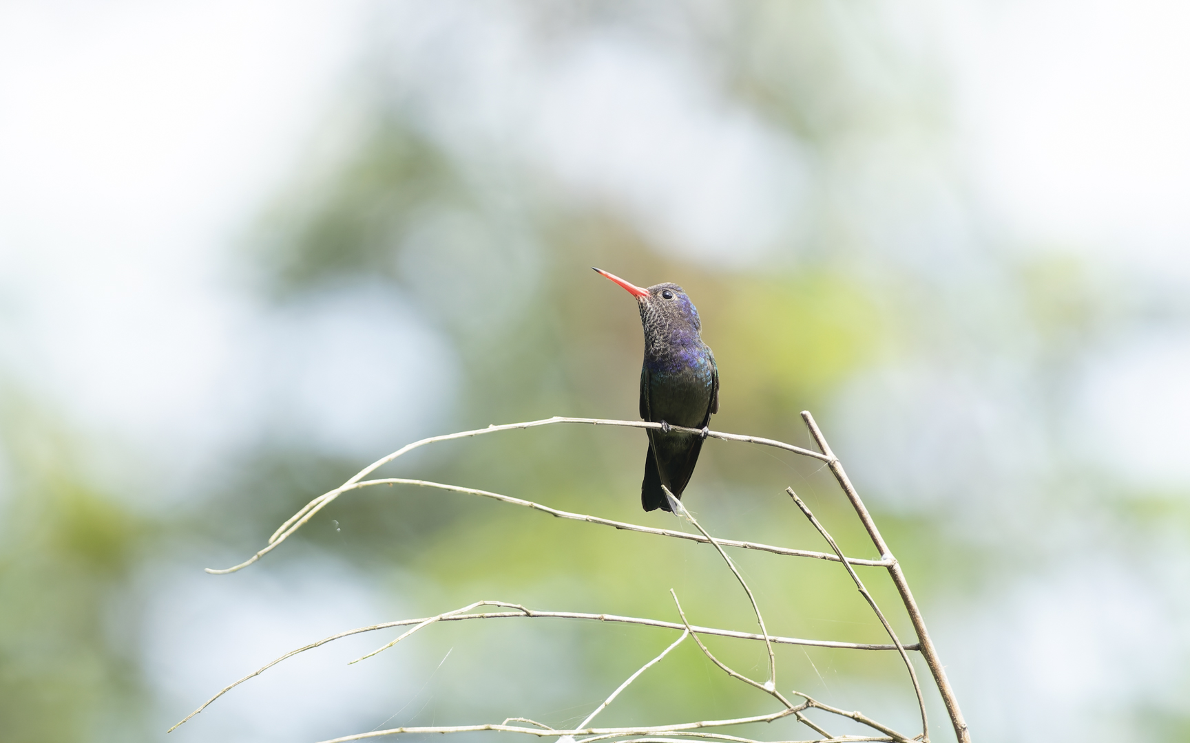 Chlorestes cyanus – シロアゴサファイアハチドリ