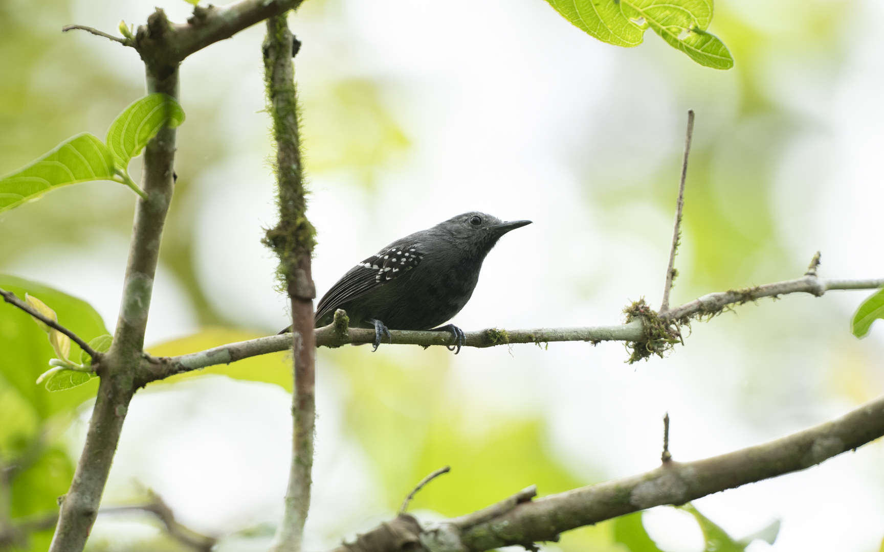 Myrmotherula axillaris – ワキジロヒメアリサザイ