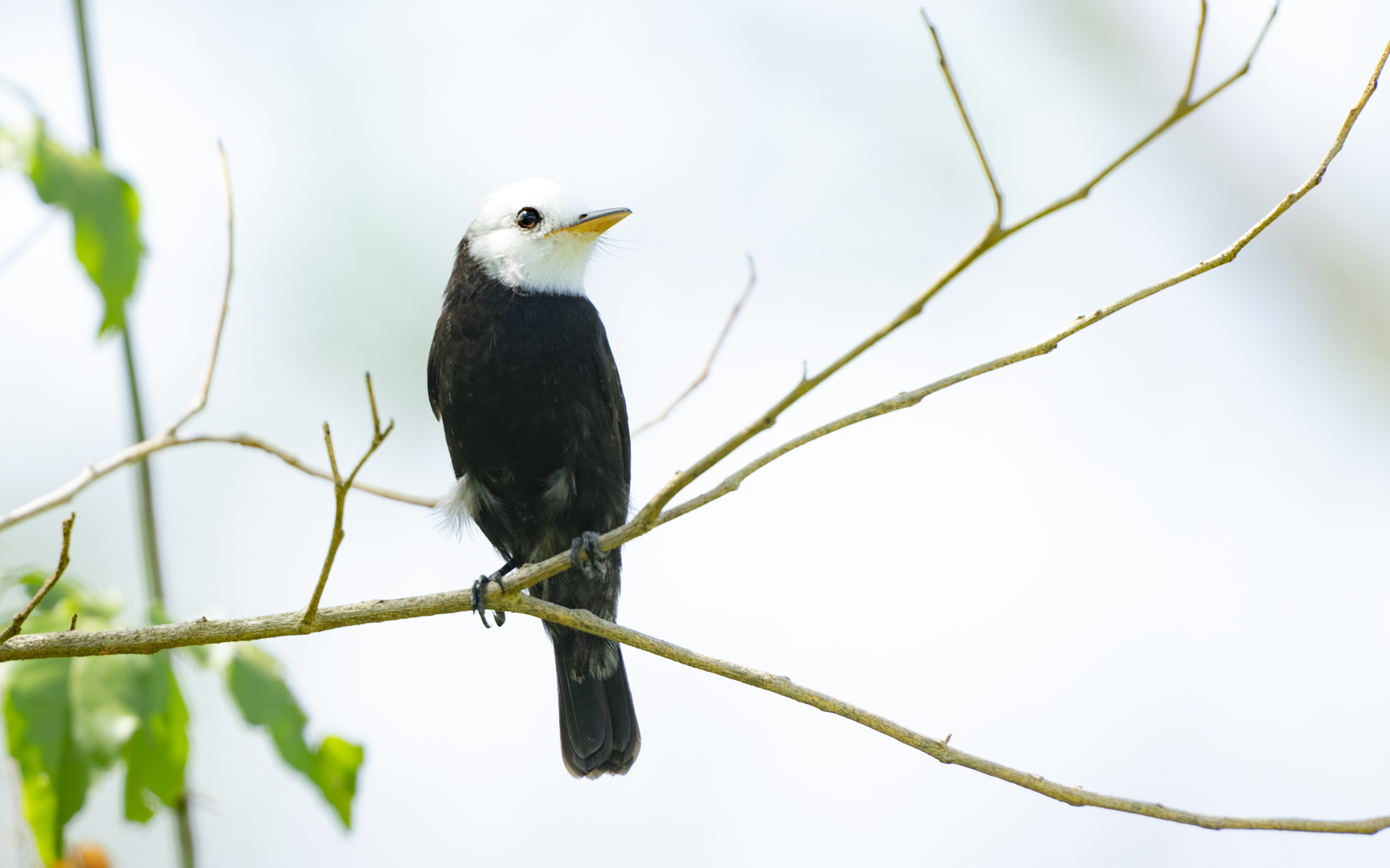Arundinicola leucocephala – シロガシラタイランチョウ Arundinicola leucocephala – シロガシラタイランチョウ